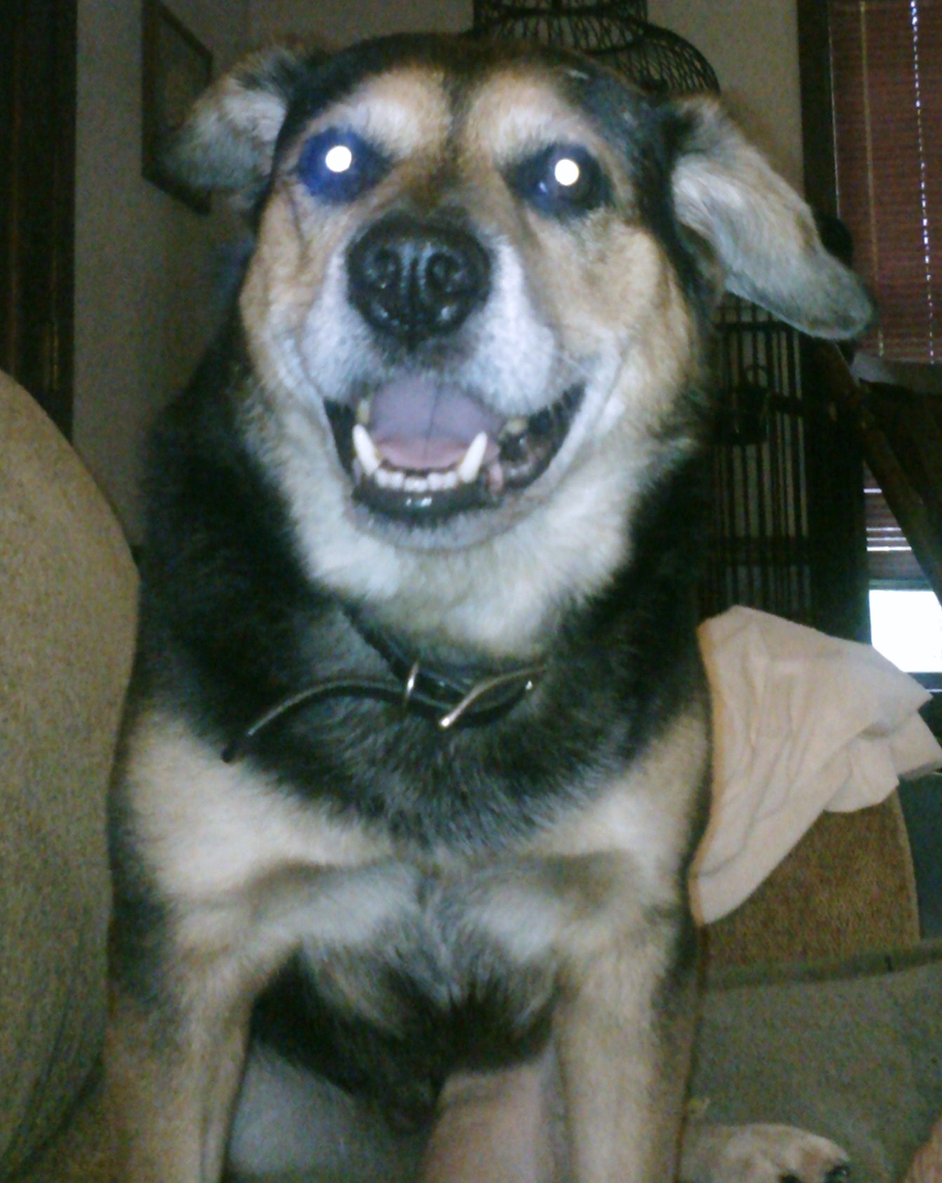 Jake, Australian Heeler X lab mix.