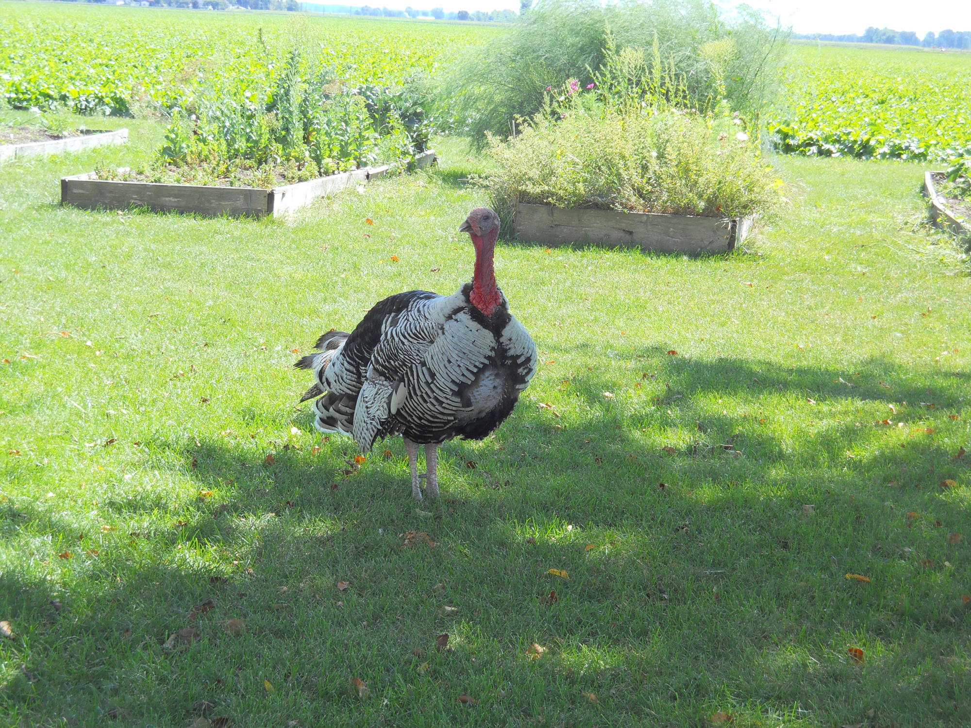 Jake in the garden -- Narragansett tom