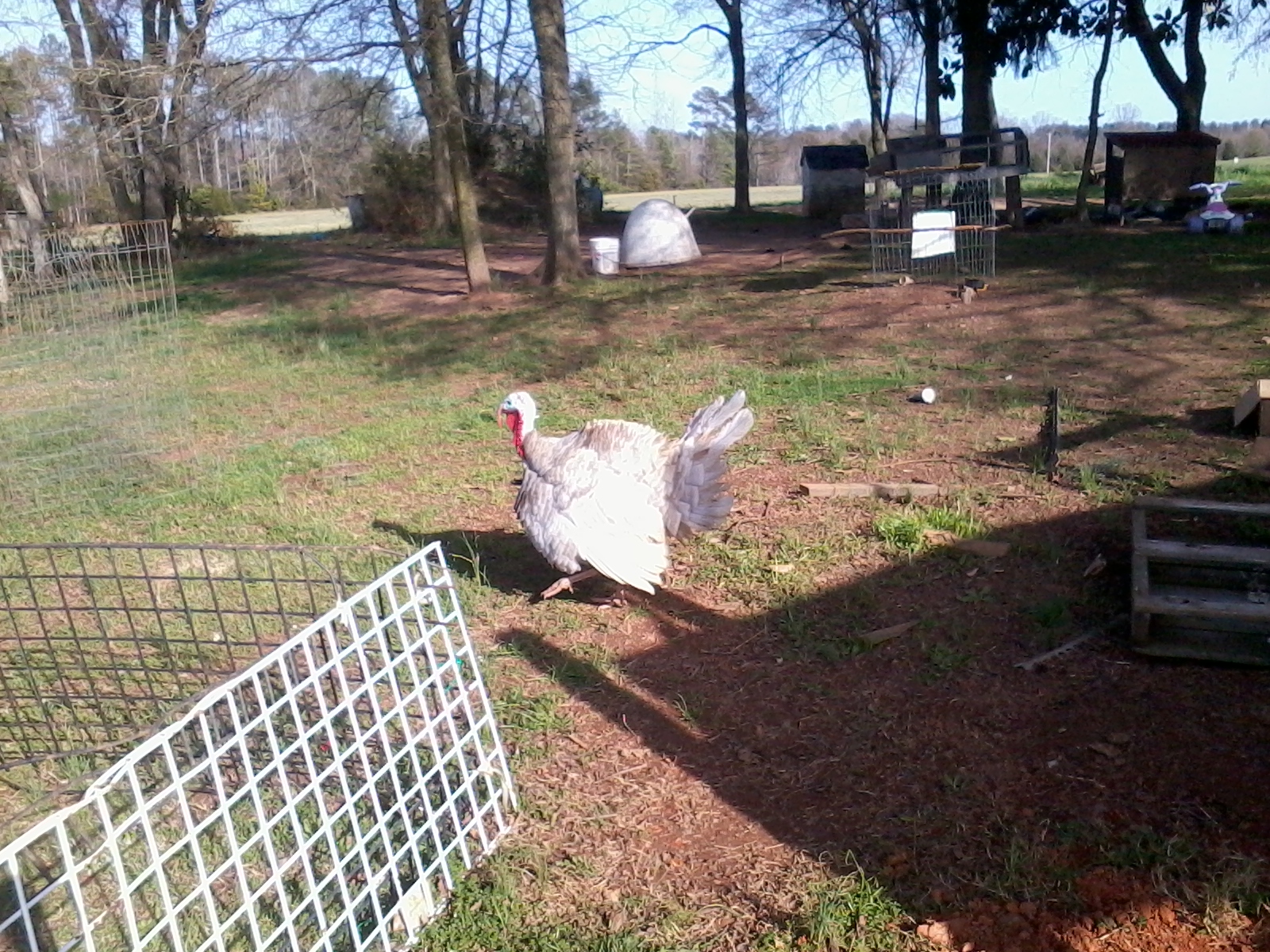 Jake only has 3 big feathers right now