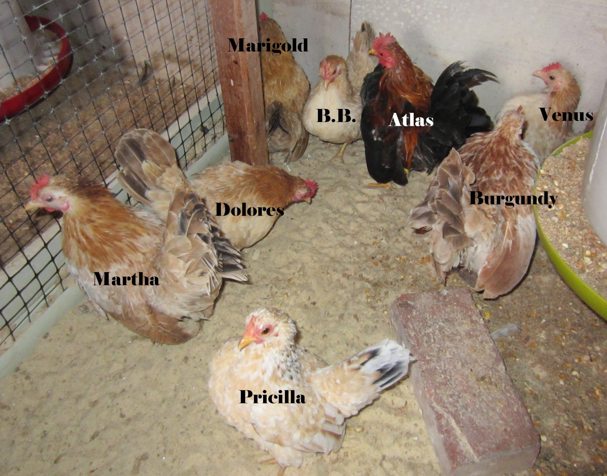 Jan 2012 Wheatie pen #2.  I might spread the hens out a bit later this year, but they aren't laying much right now, so they can pack together for heat.
