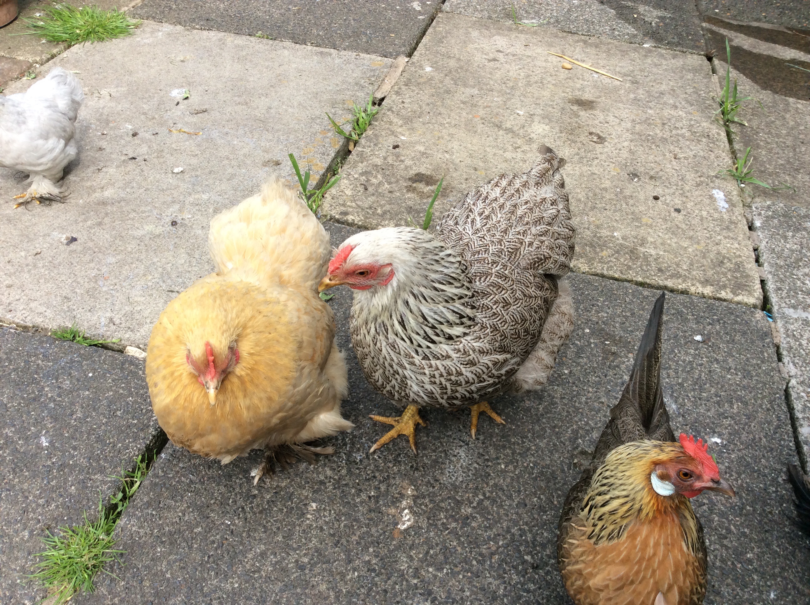 Jane, Delilah and Ann