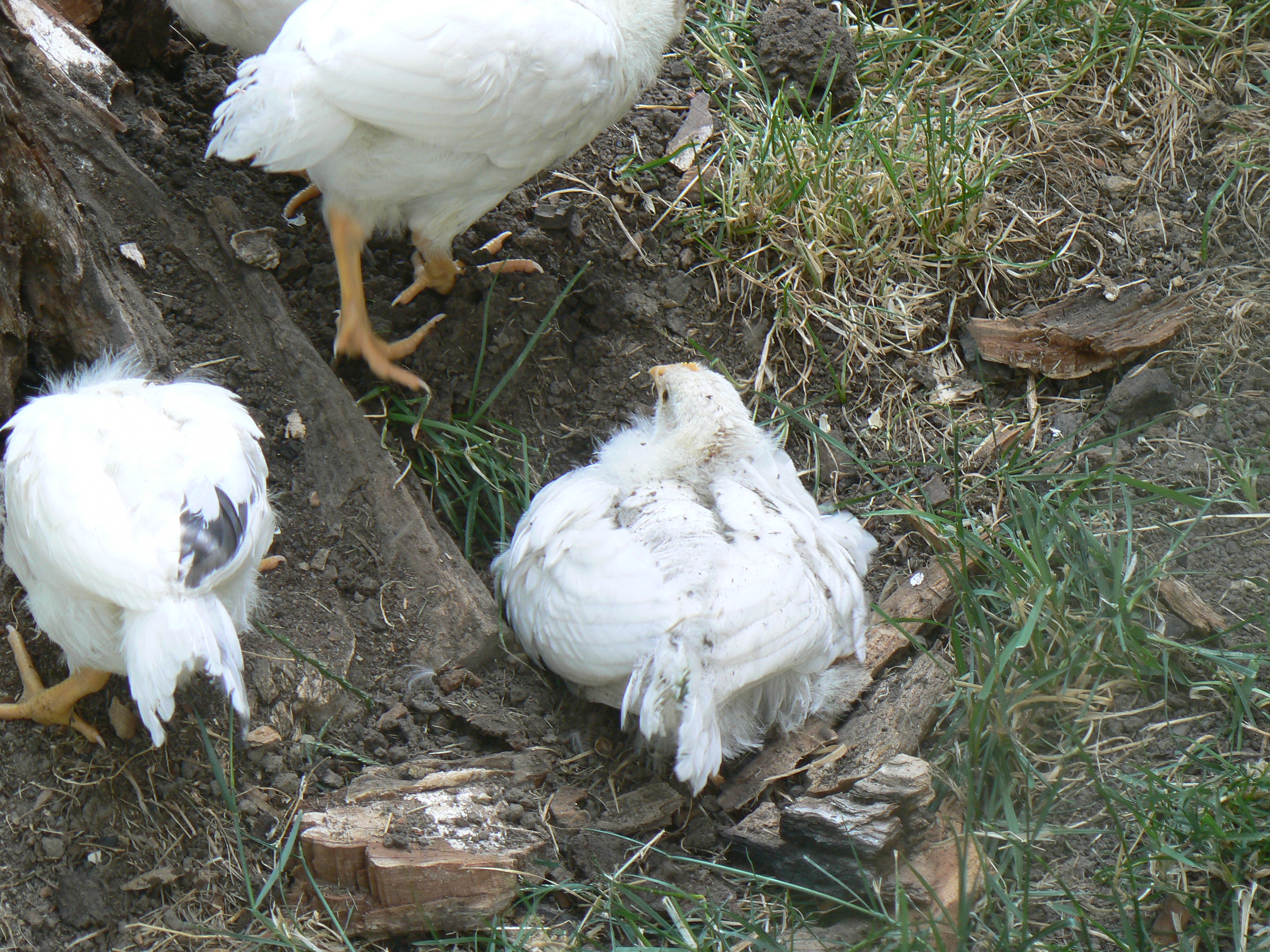 Jane discovers dust baths.