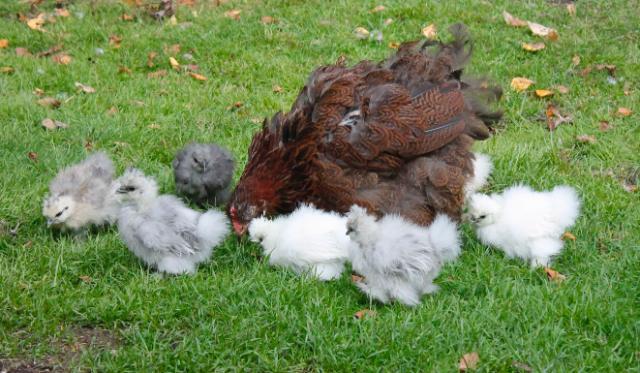Janet with her chicks