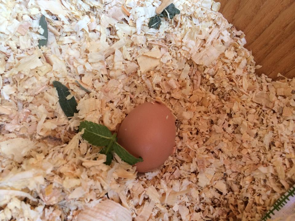 Janet's first egg! Small but perfect. Laid on July 5th, 2014. She's estimated to be 20 weeks.  I didn't know I would be so nervous for her :-)