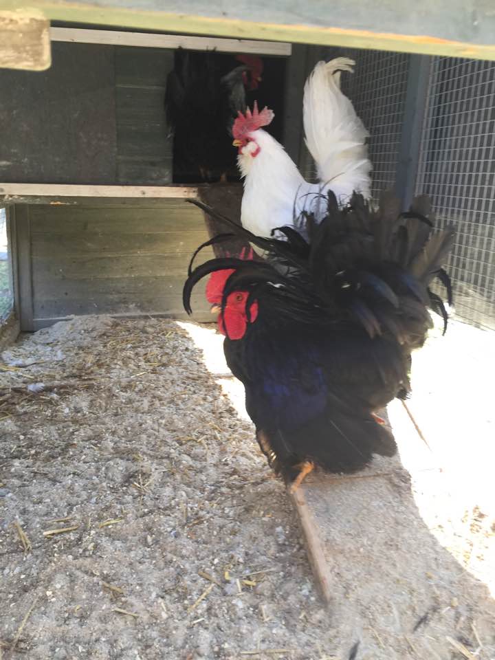 Japanease Banton Roosters for sale,nine months old, black and silver and also white.  $25 lanslide49@icloud.com
