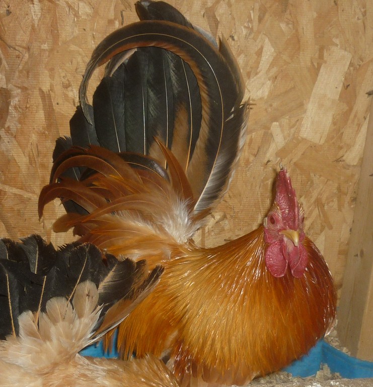 Japanese Bantam black tailed buff rooster