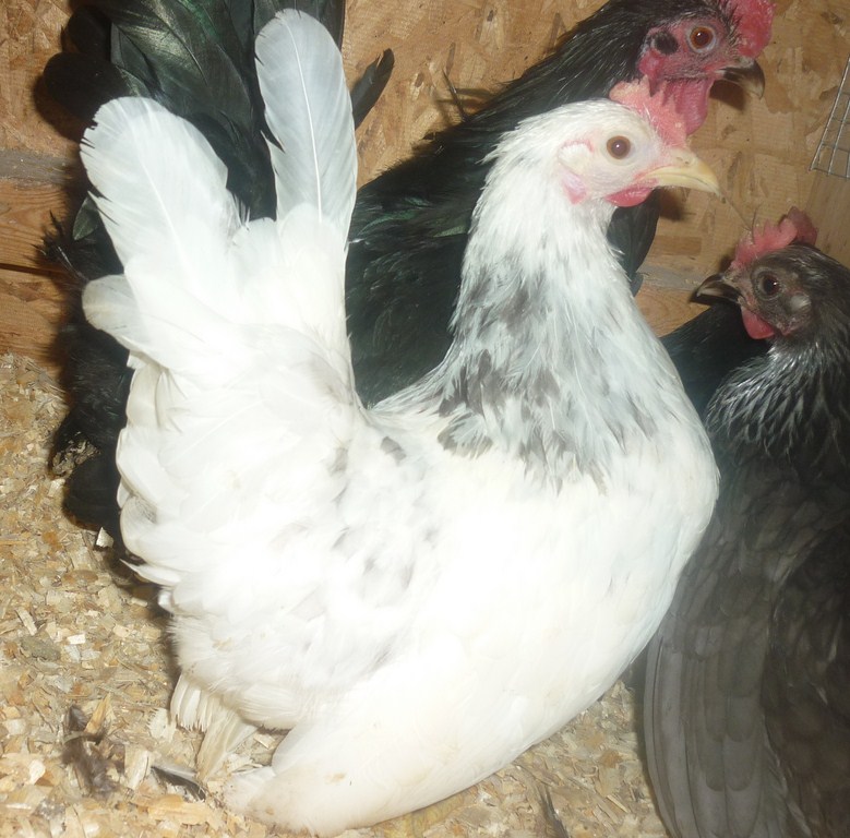 Japanese bantam Splash Hen