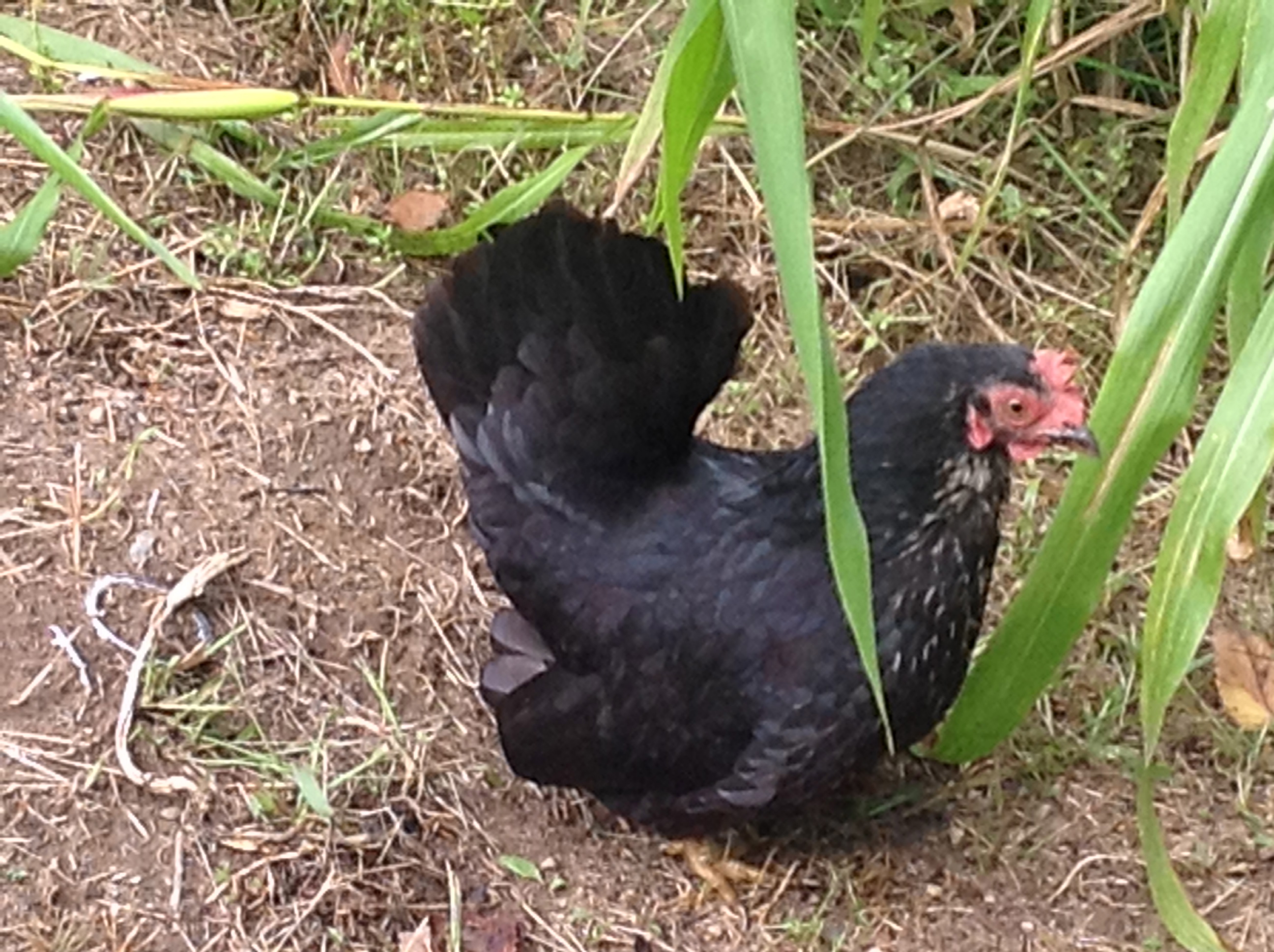 Japanese Bantam