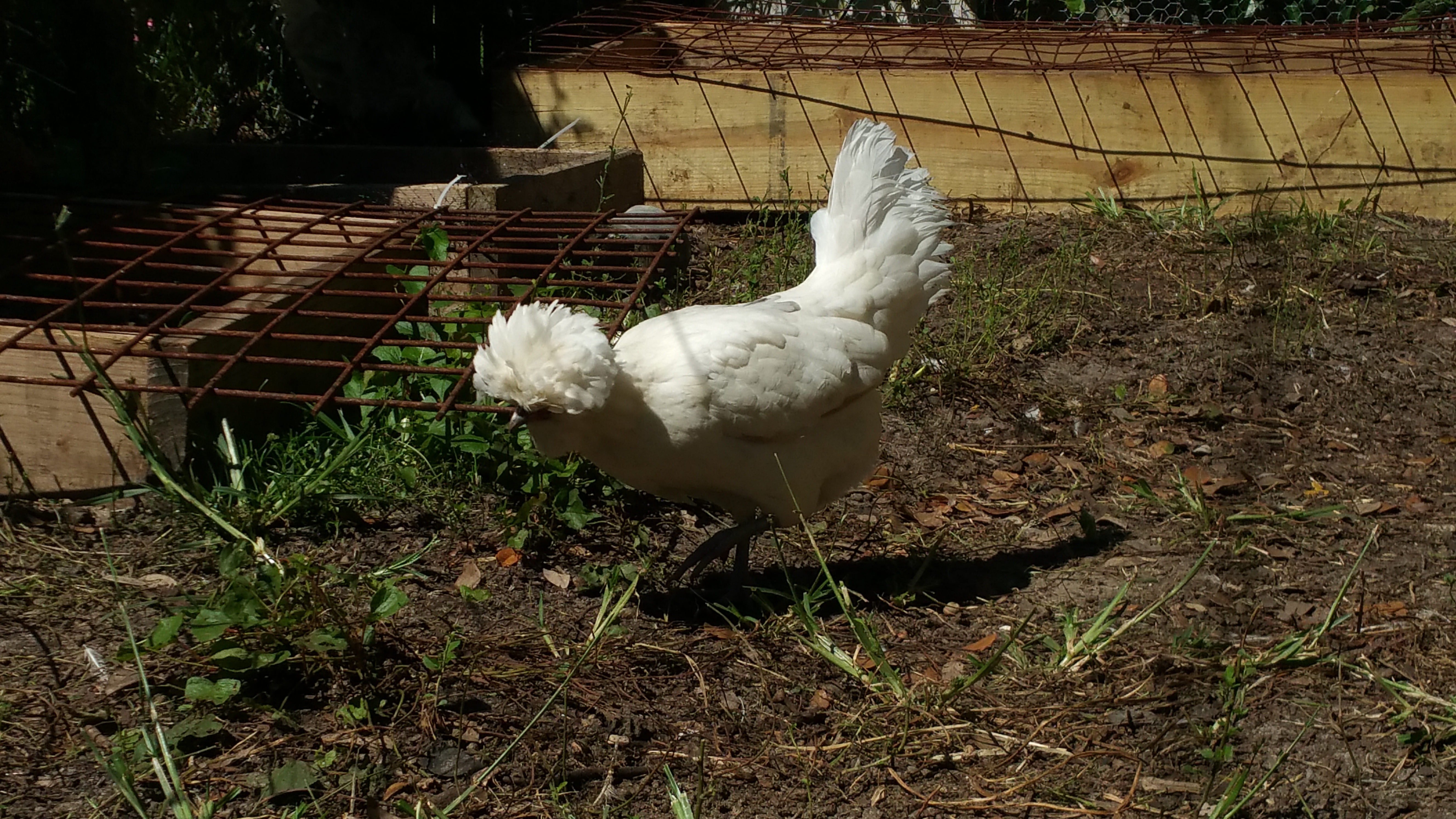Jar jar binks in the garden