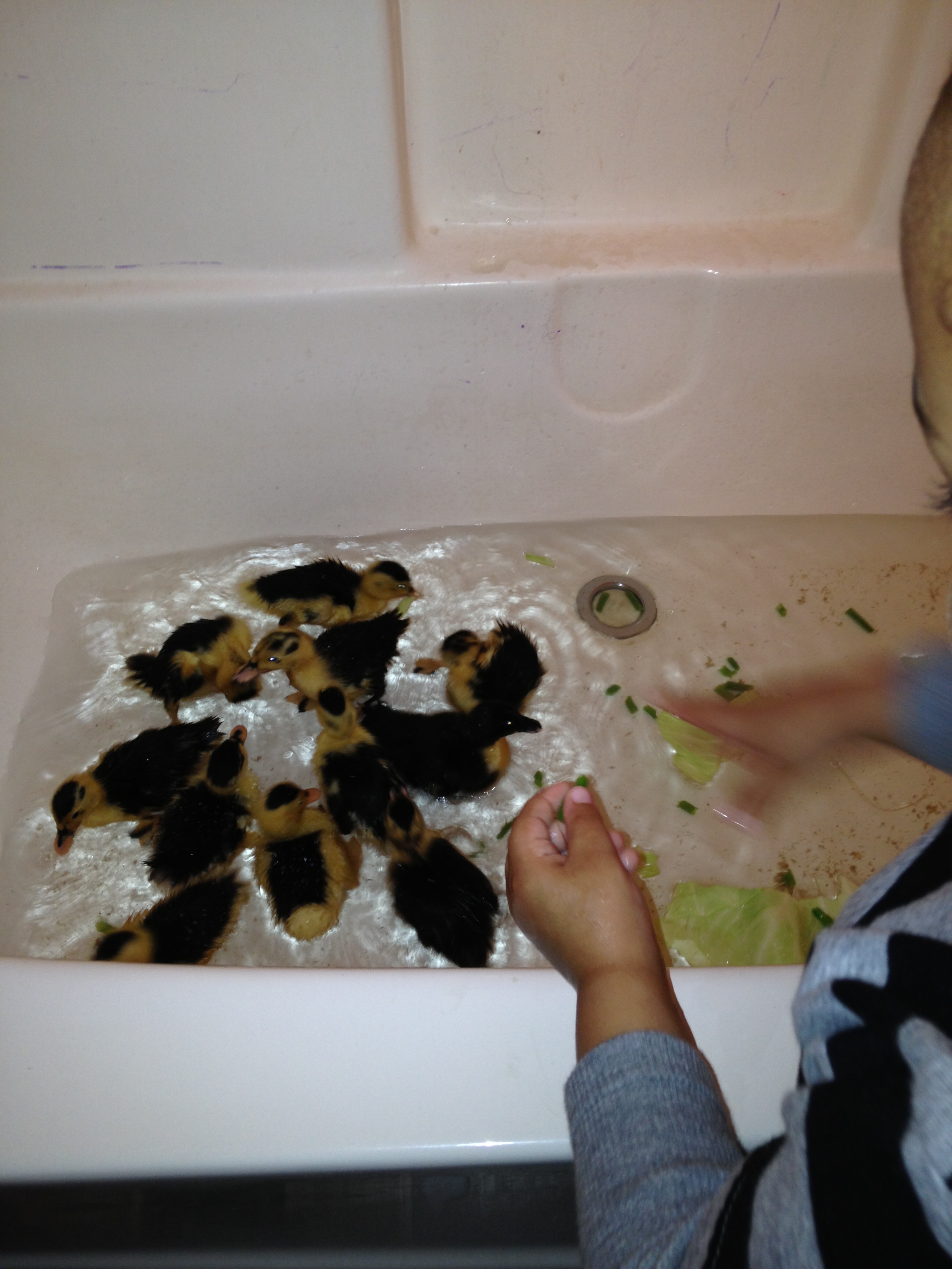Jaron feeding the babies some lettuce.