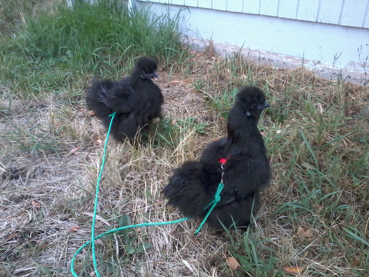 Jasper and Adria out front on their leashes.