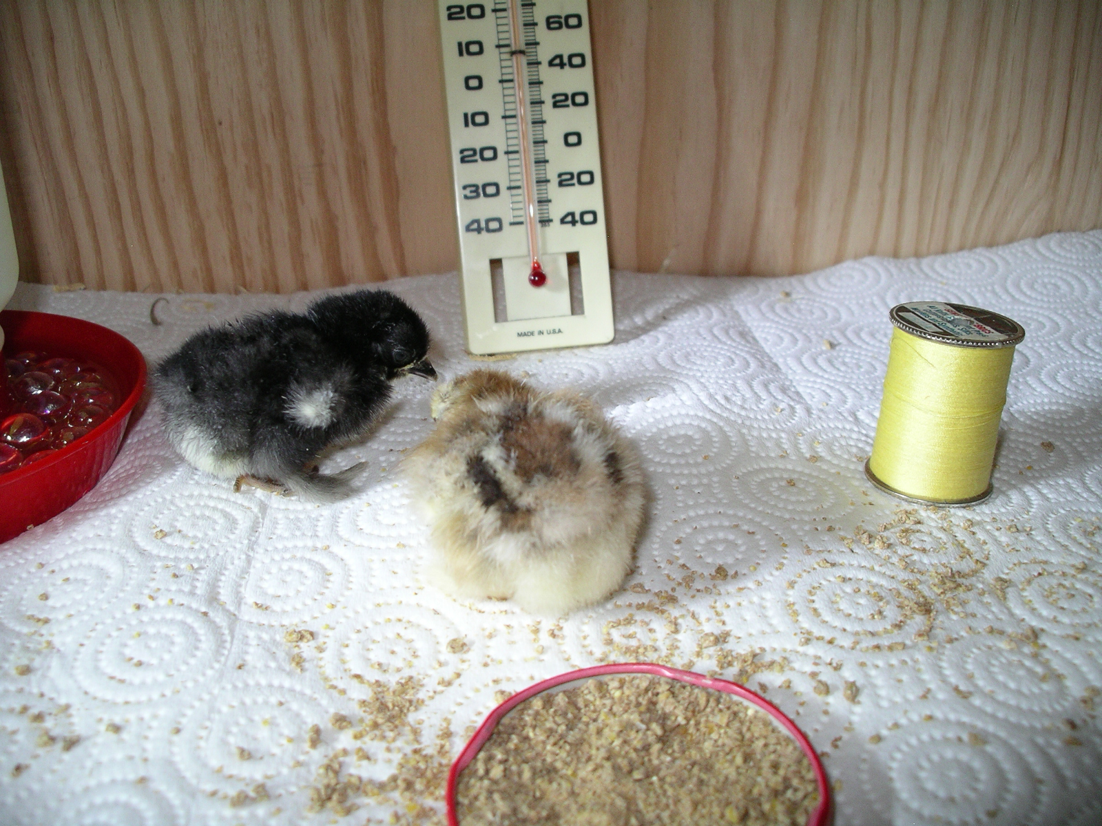 Jasper & Jamie 1 Day old.