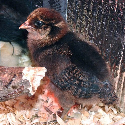 Java as a wee chick.