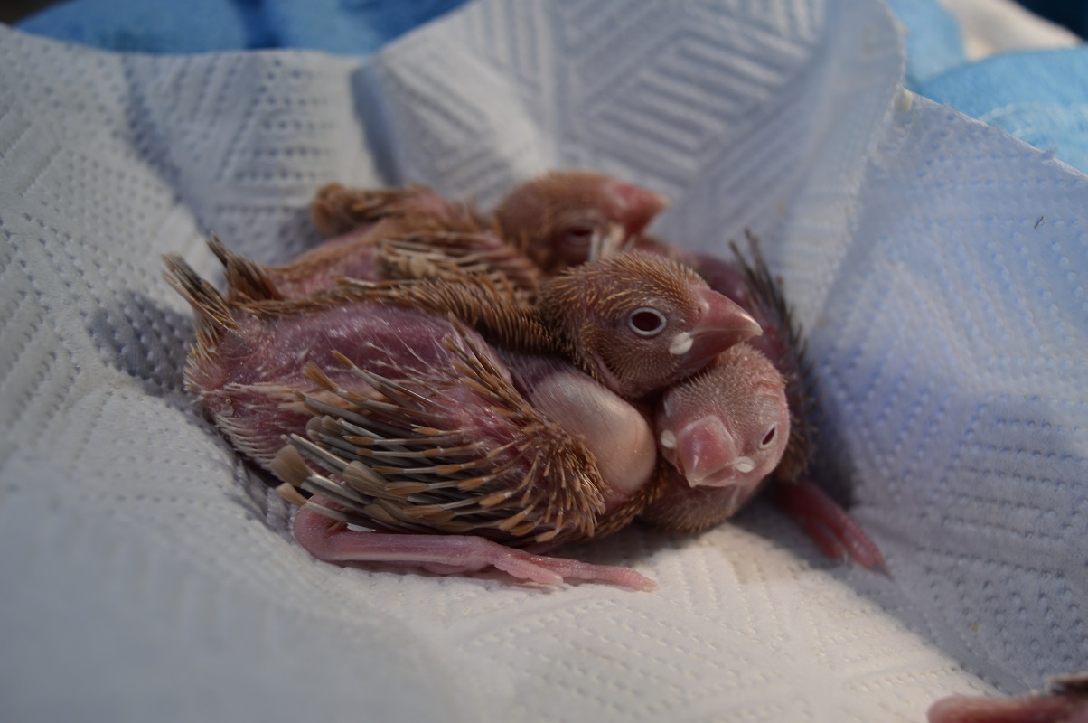 Java Chicks 2 weeks old