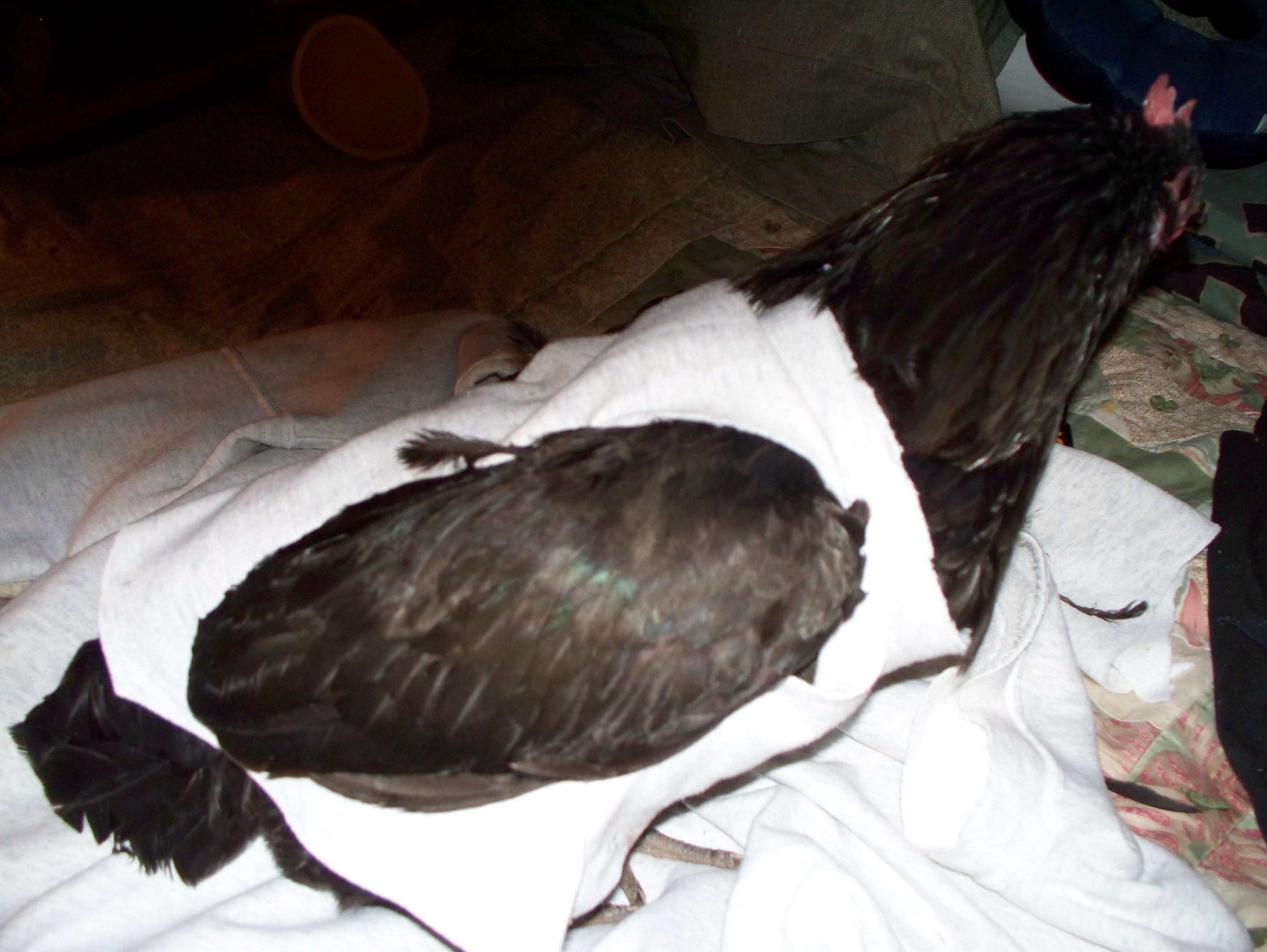 Java hen with sweat shirt arm "sweater"