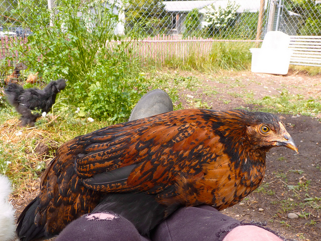 Java, mixed-breed hen, at 11 weeks.