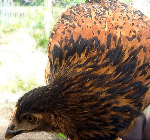 Java's hackle feathers.
