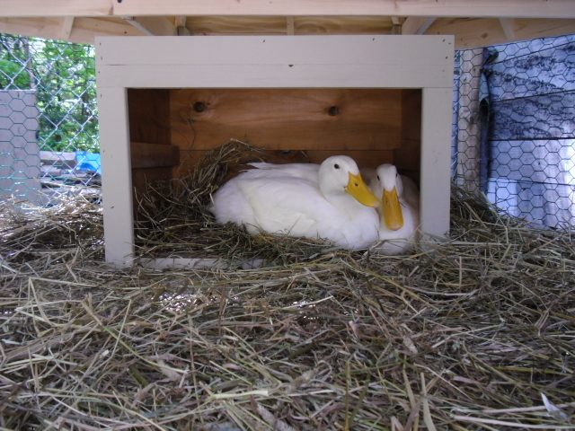 Jay made them a house to huddle in.  They seem content with it all.
