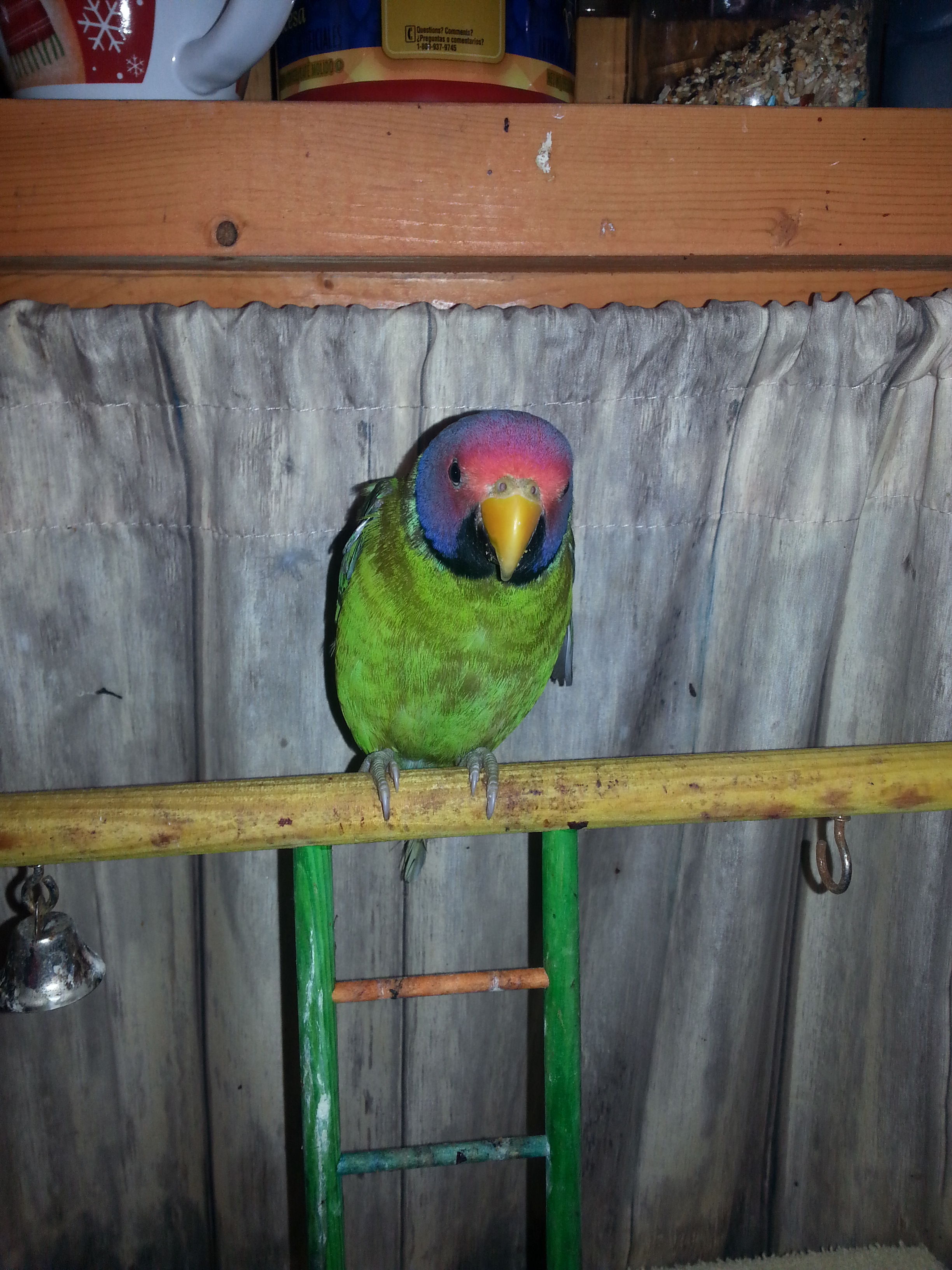 Jazz Berry mommy's bird watching over Godiva as she sleeps. Jazz Berry isn't sure about the whole chicken in the house thing.
