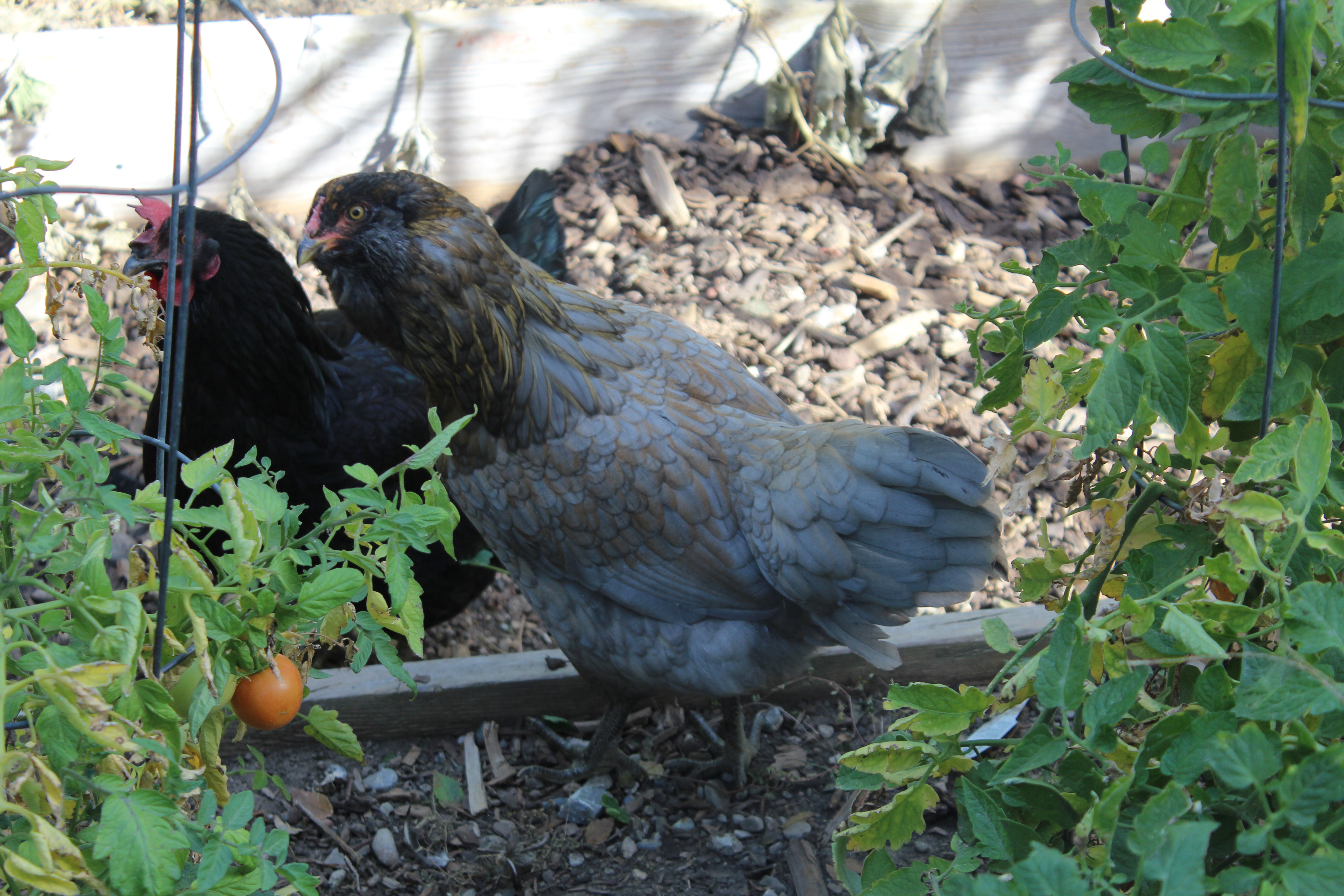 Jazzy (our Giant Jersey) and Suki (our Araucana)  Suki is the most beautiful grey blue color.  I have never seen such a beautiful girl.