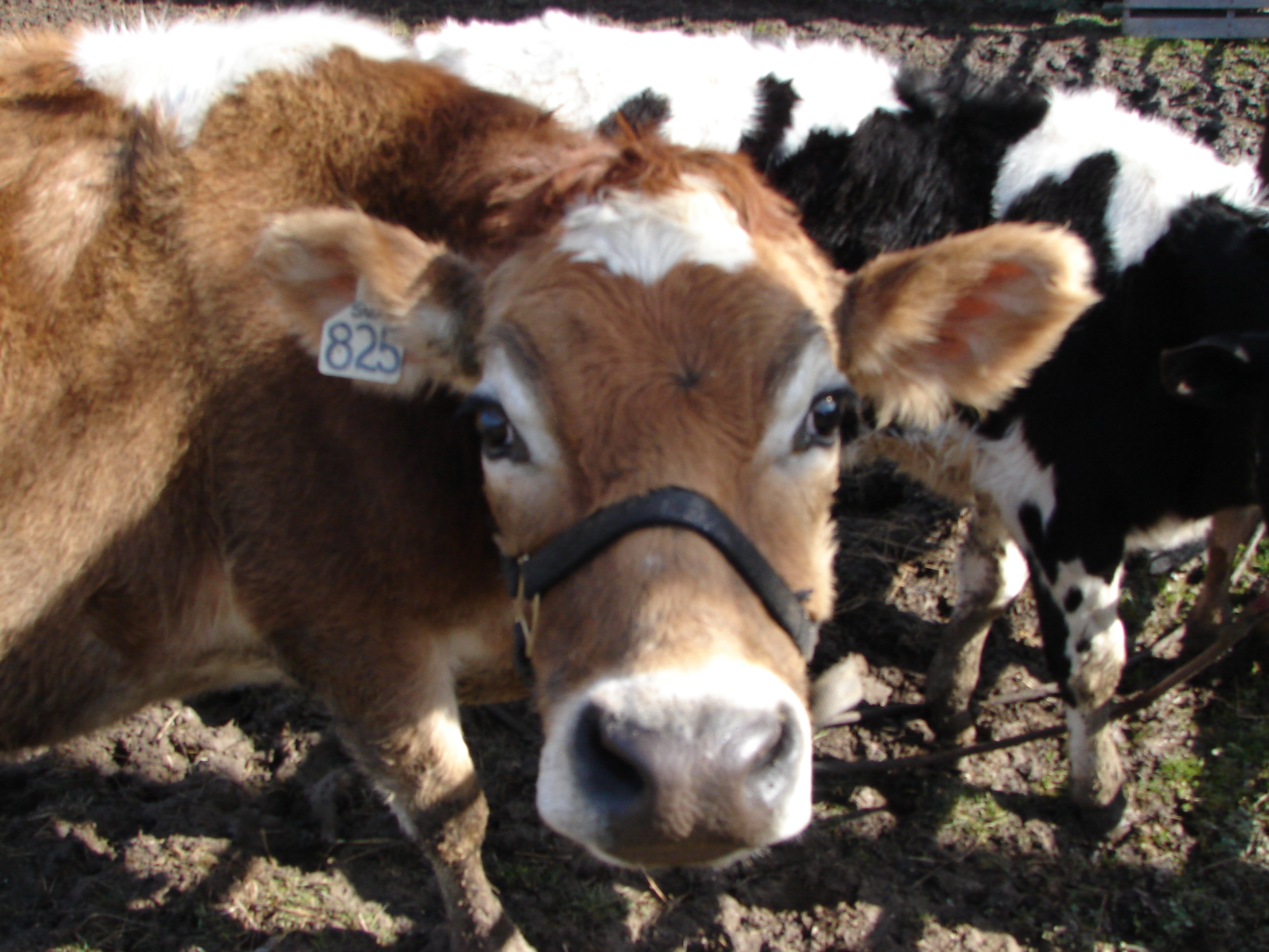 JC.  Queen of the minifarm