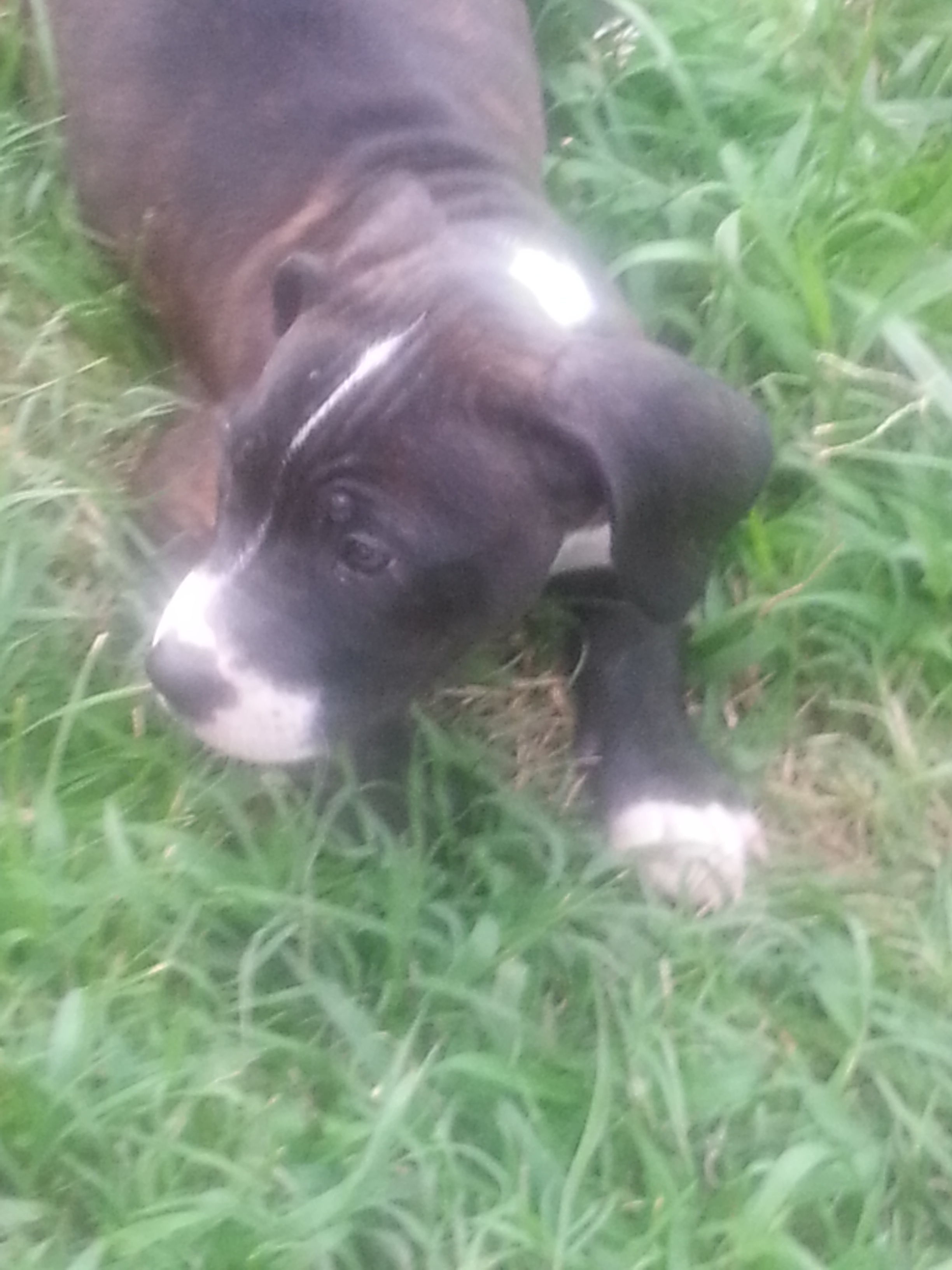 JD (Jefferson Davis Dogg)
Pit