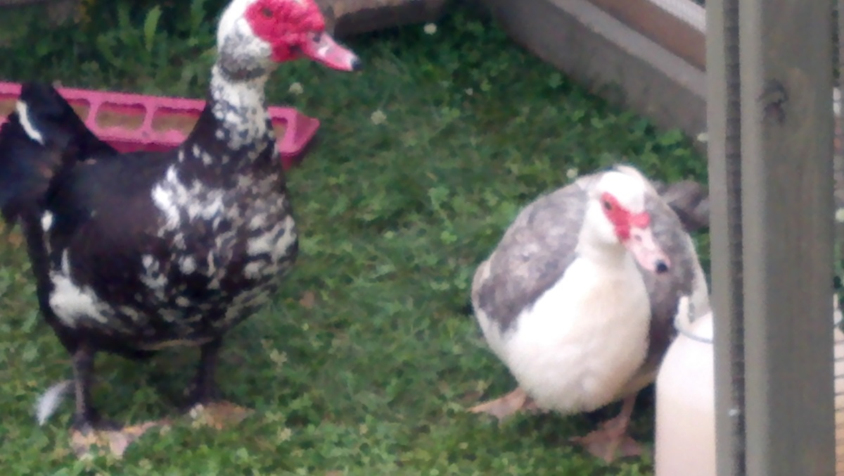 jeanathon and huffington