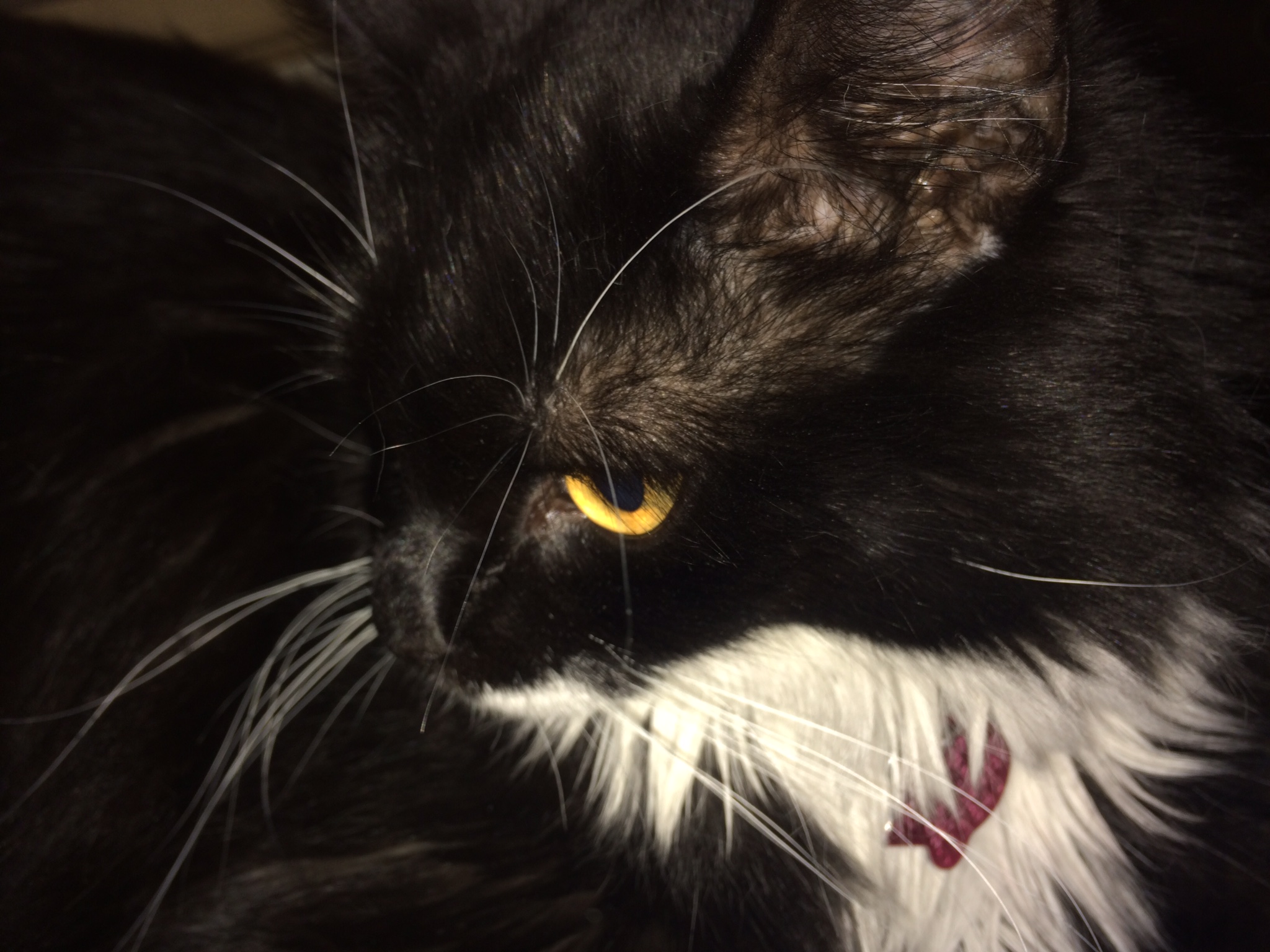 Jeeves