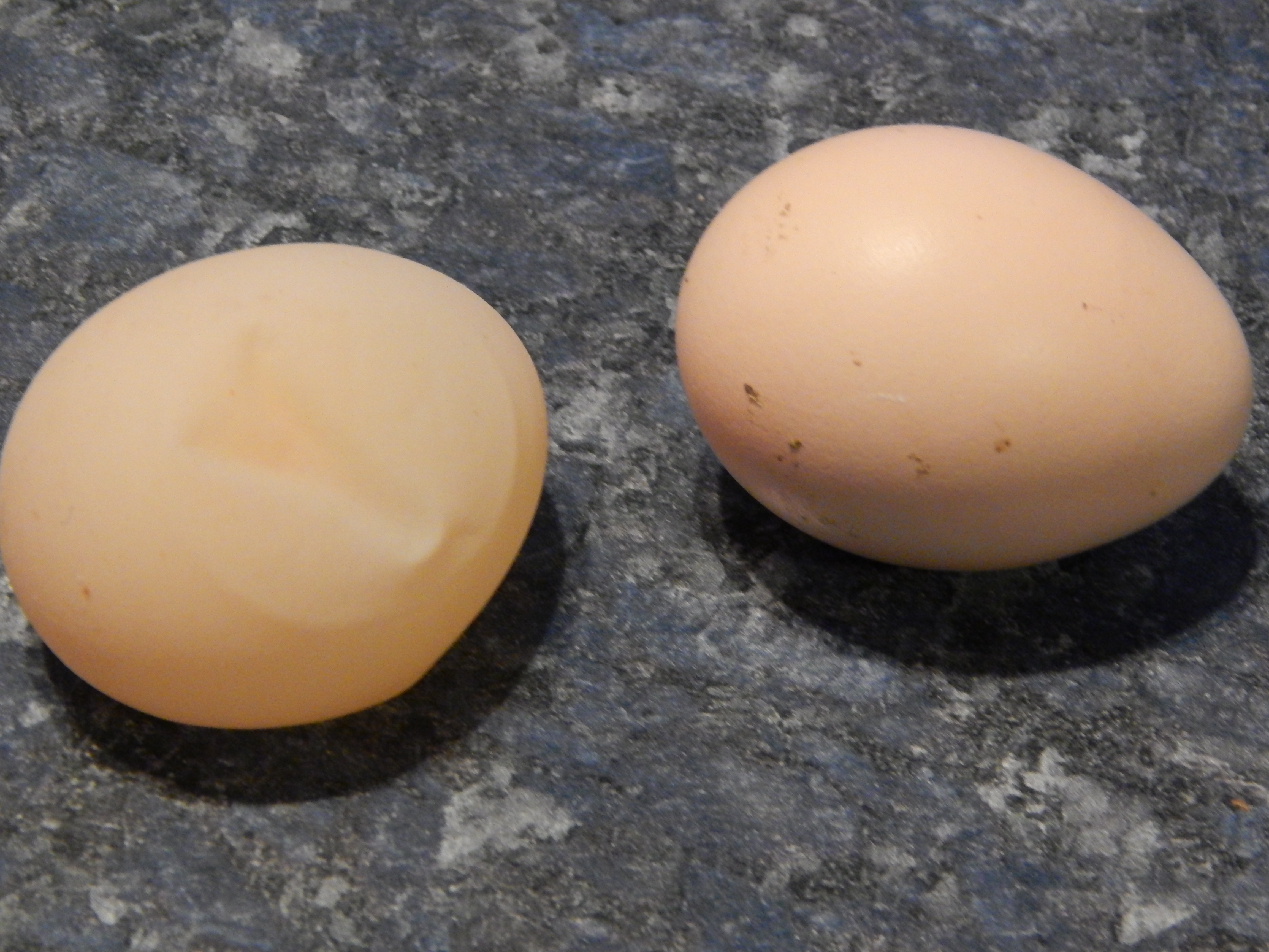 jelly egg and a normal egg for comparison