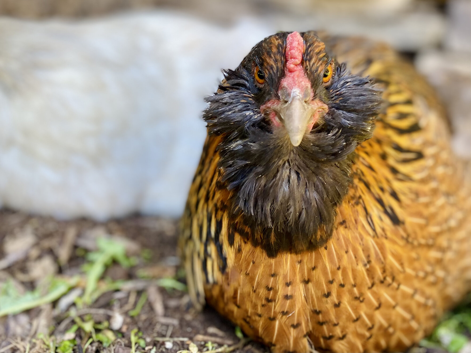 Jellybean Dust Bathing