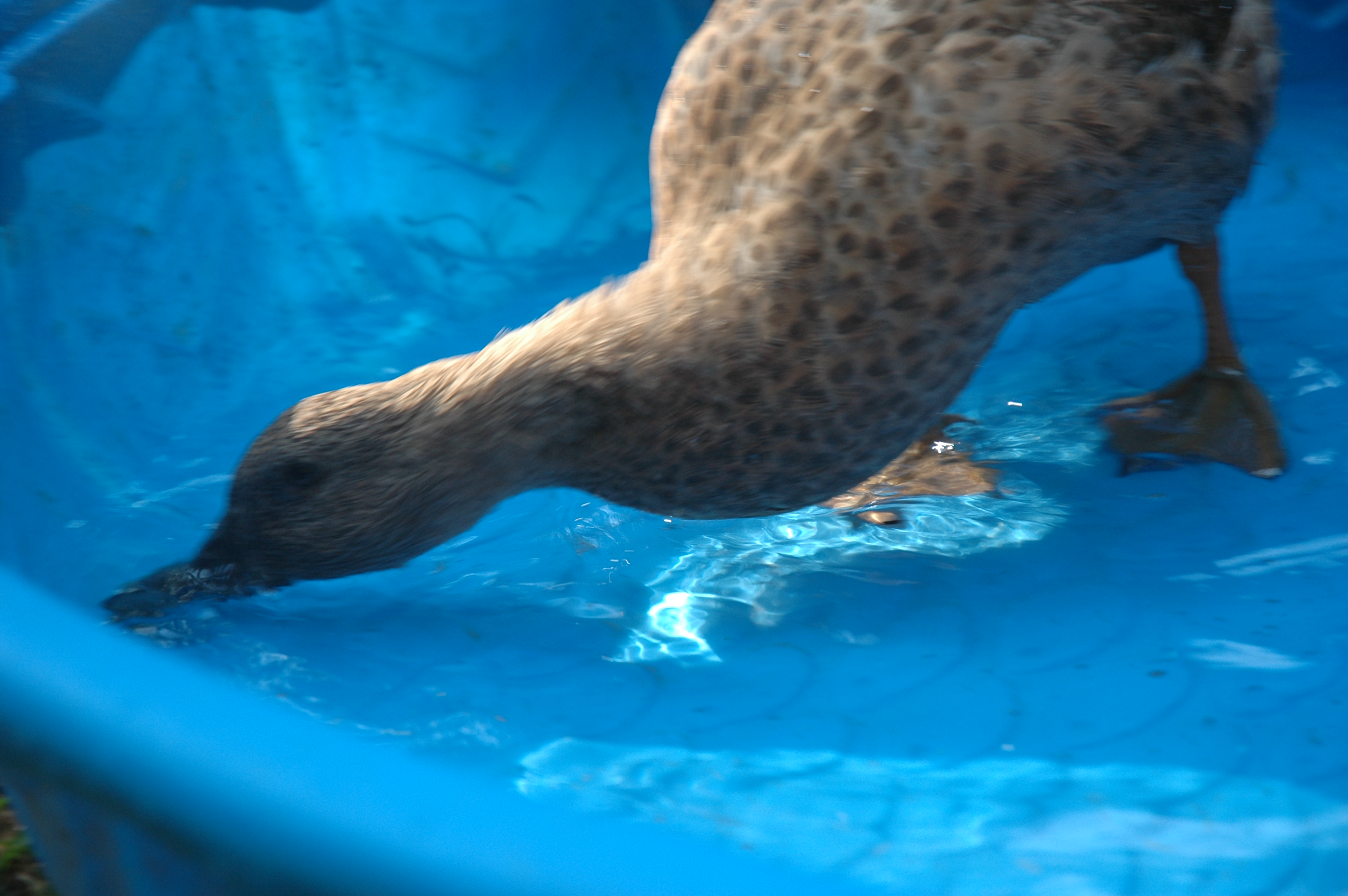 Jemima enjoying the duck-pool