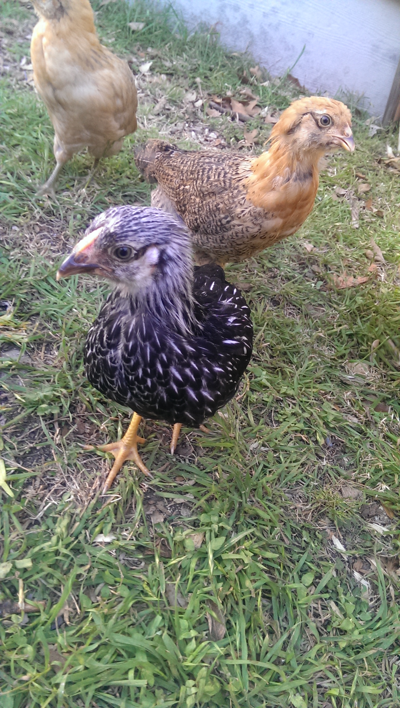 Jemima & Georgia being cute