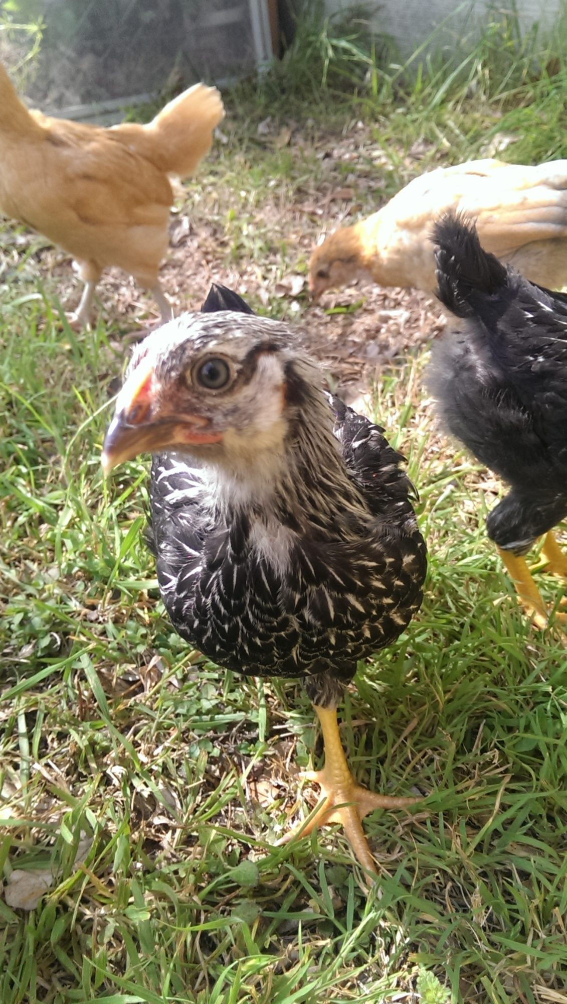 Jemima is ready for her close up, her feathers are starting to have white in the middle and she is a beautiful gal.