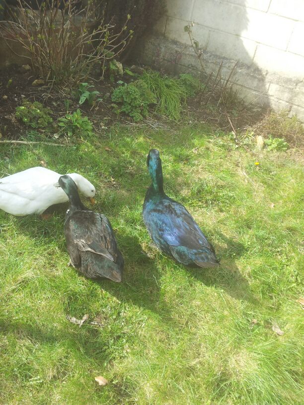 Jemima, randy and victim 1 again