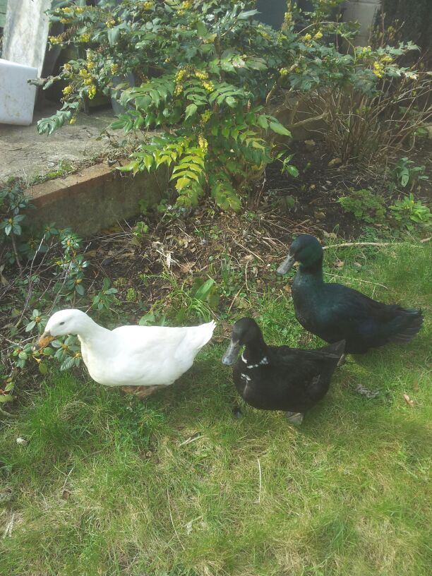 Jemima, randy and victim 1