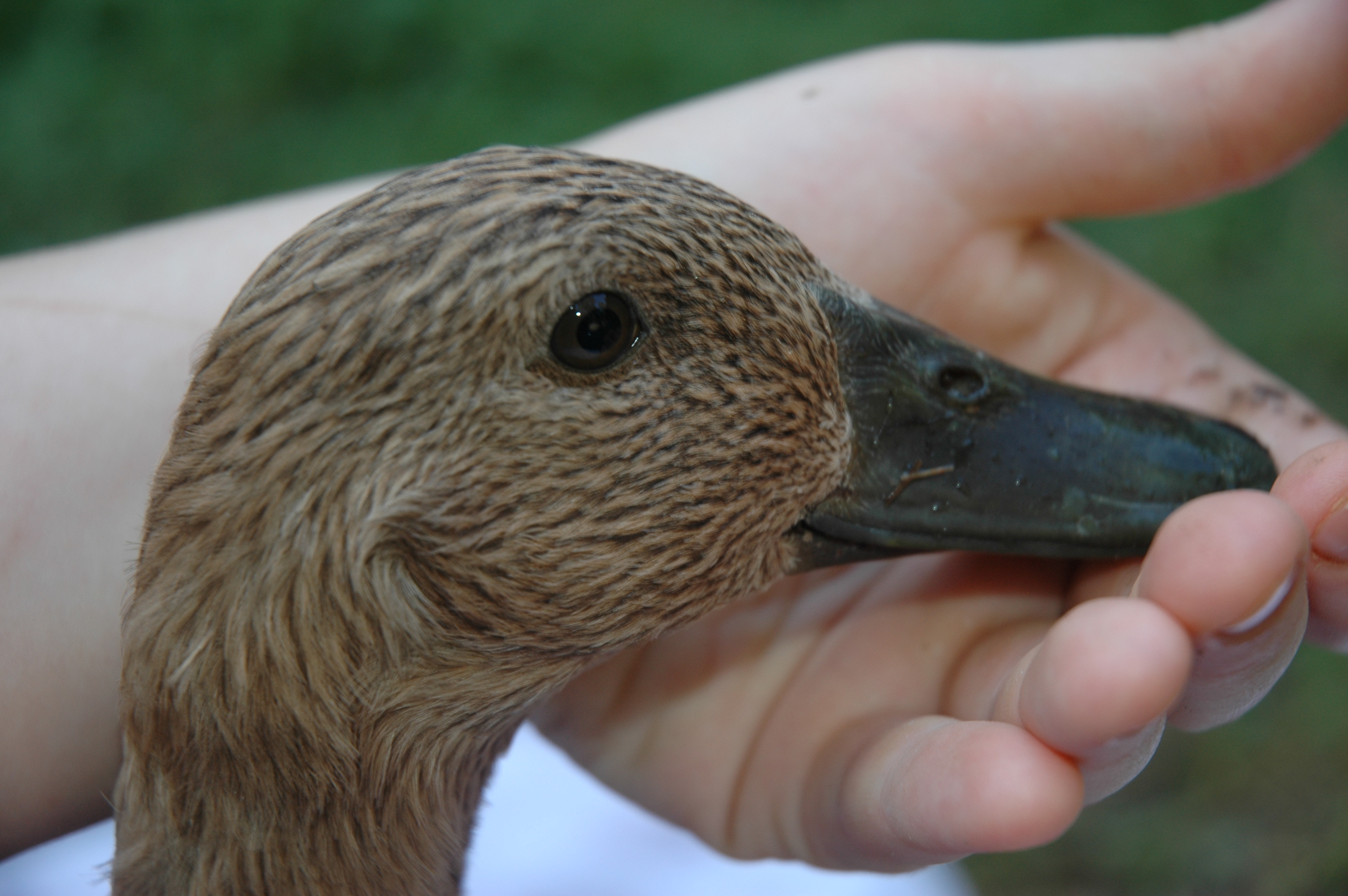 Jemima  showing the side that was wounded in a raccoon attack. As you can see, she recovered very nicely.
