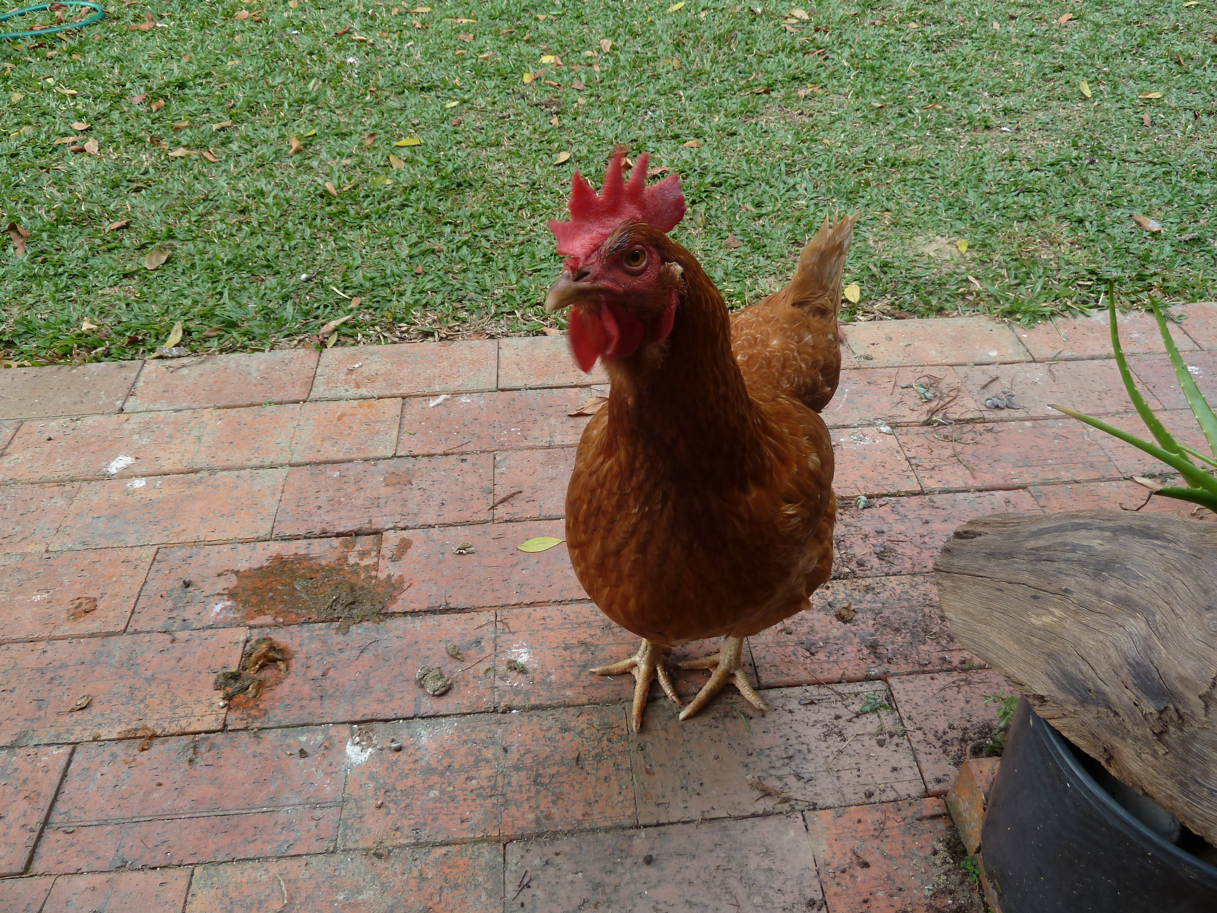 Jen I bought in Gordonvale from a free-range poultry farm. She's the same age as Pepper 
(one and a half years). She's laid every day since the day we got her (about May).