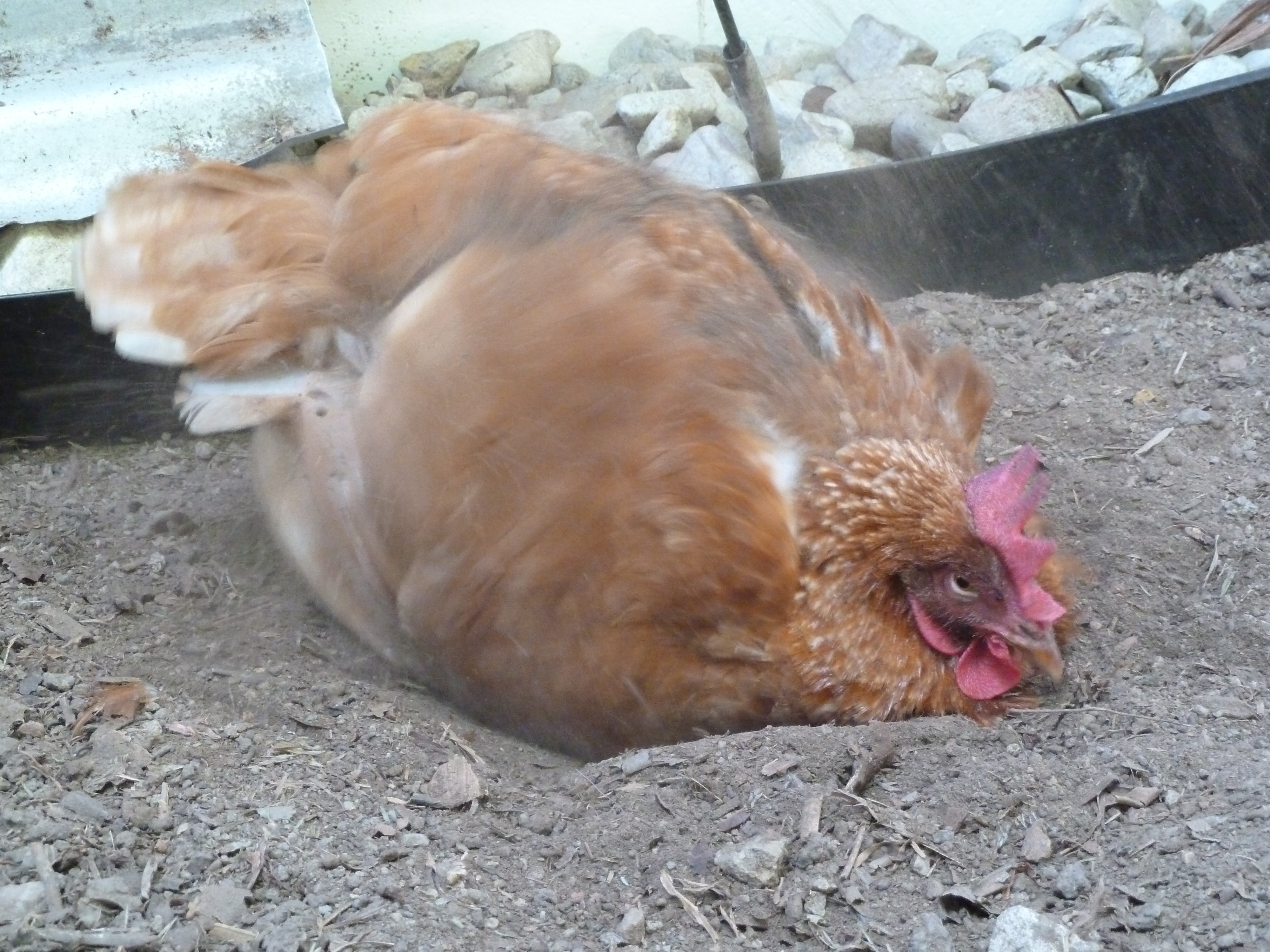 Jen taking a dust bath.