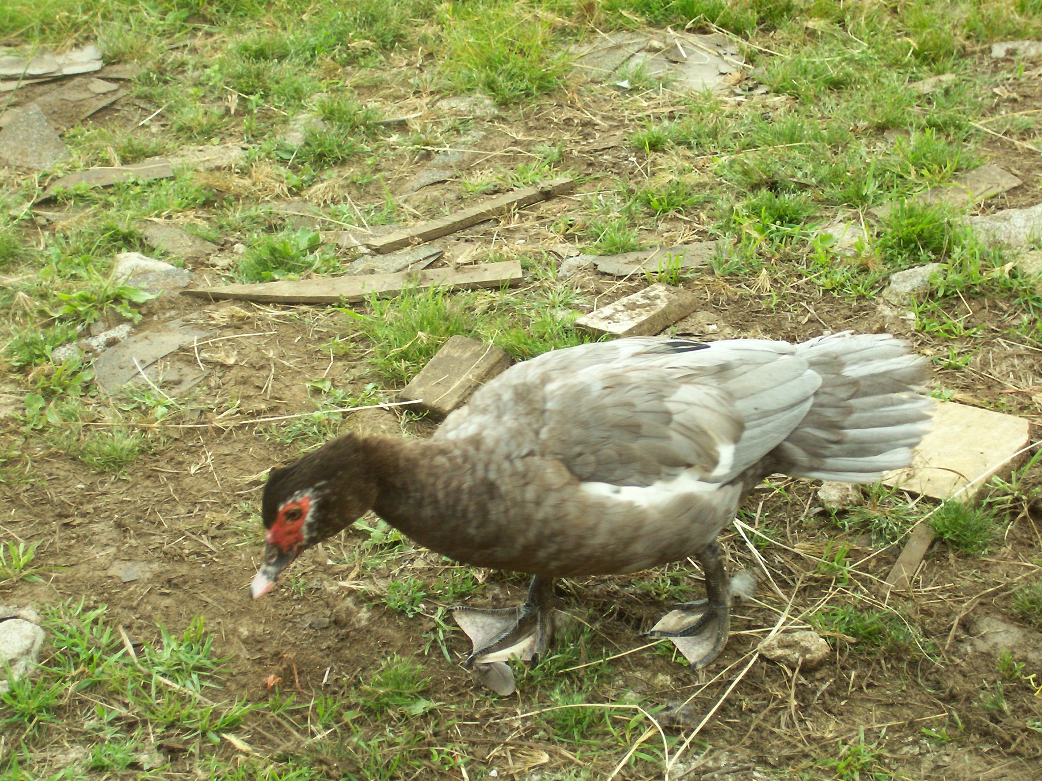 Jenna heading beack to her nest