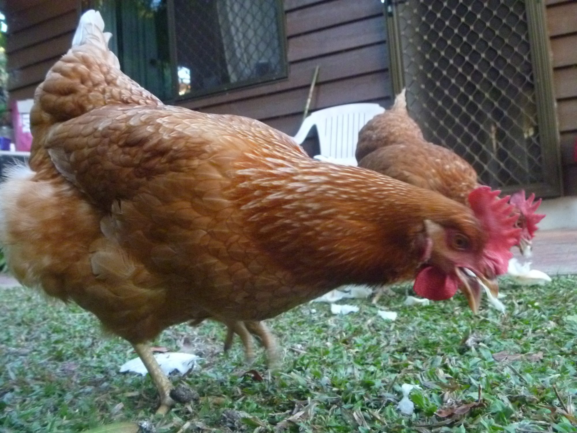 Jenny attacking some lettuce