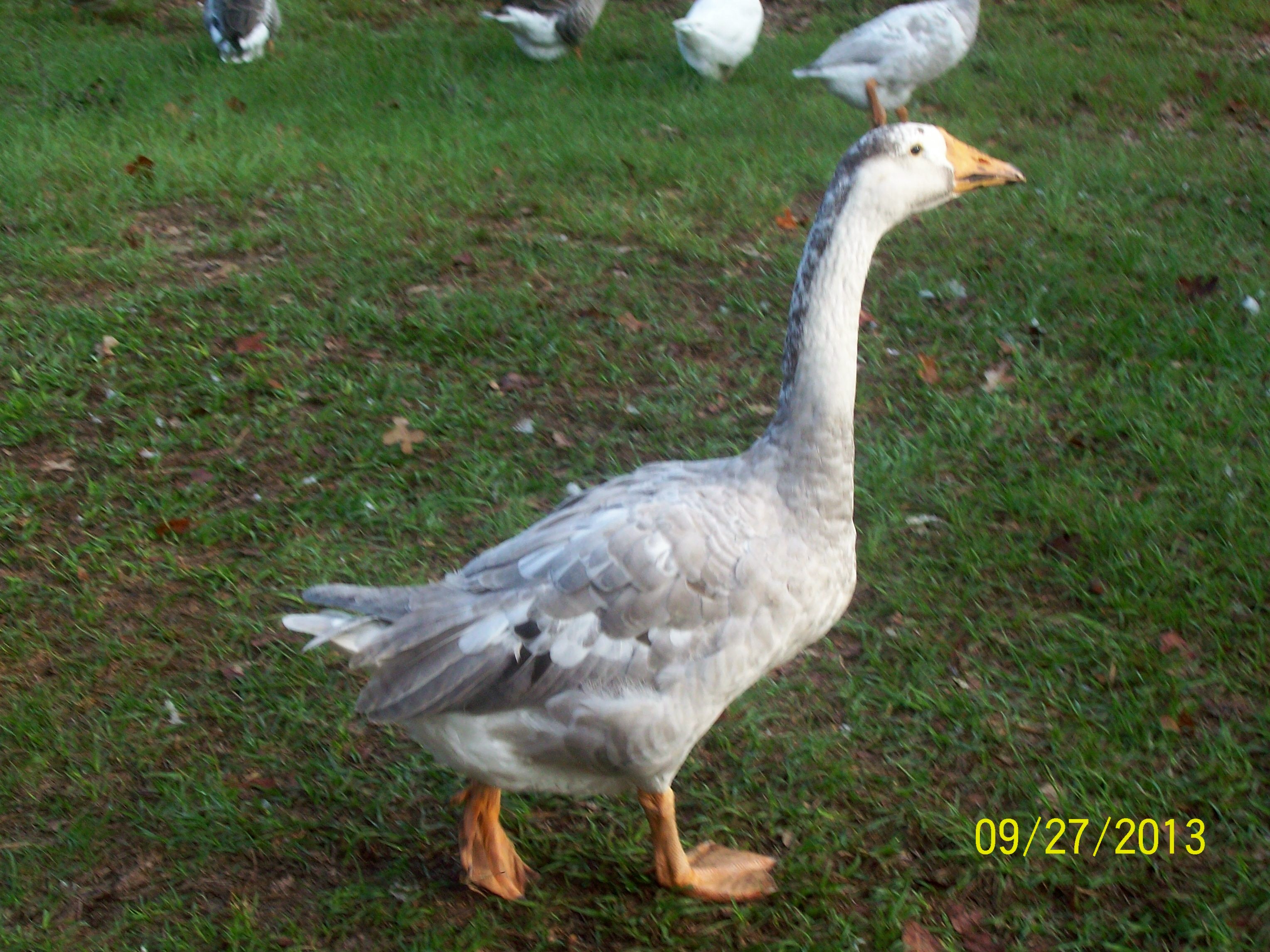 Jenny chinese cross 5 mths