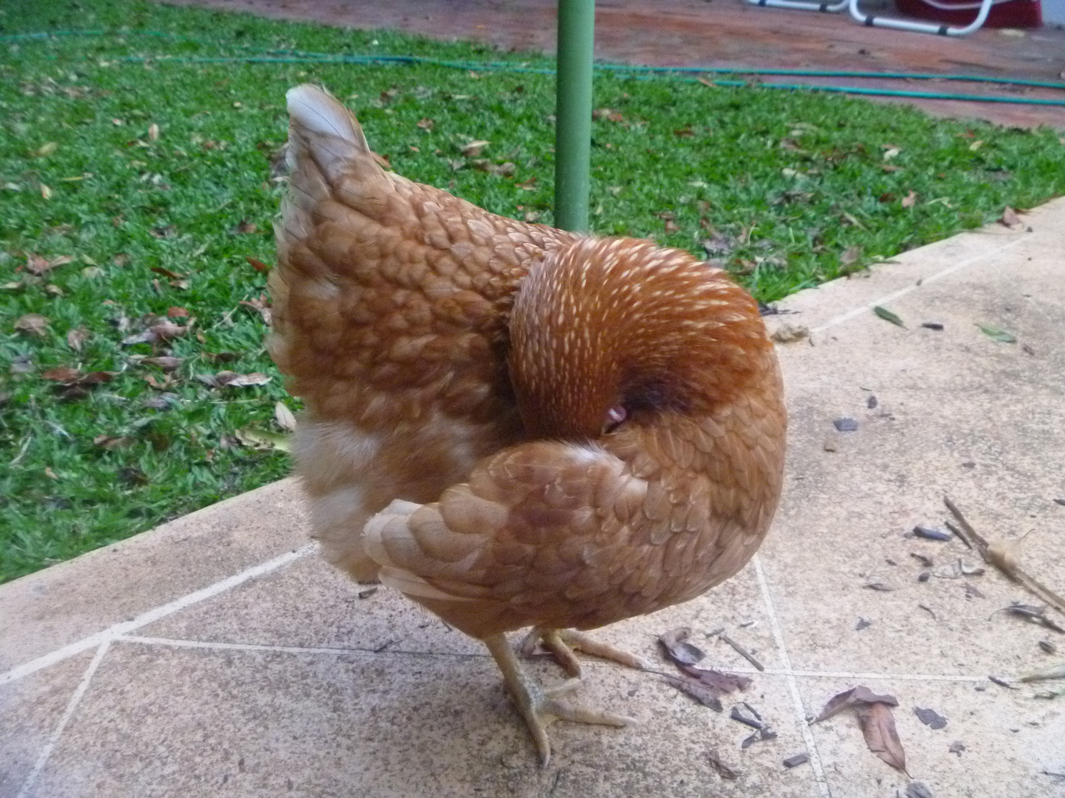 Jenny preening after a dust bath.