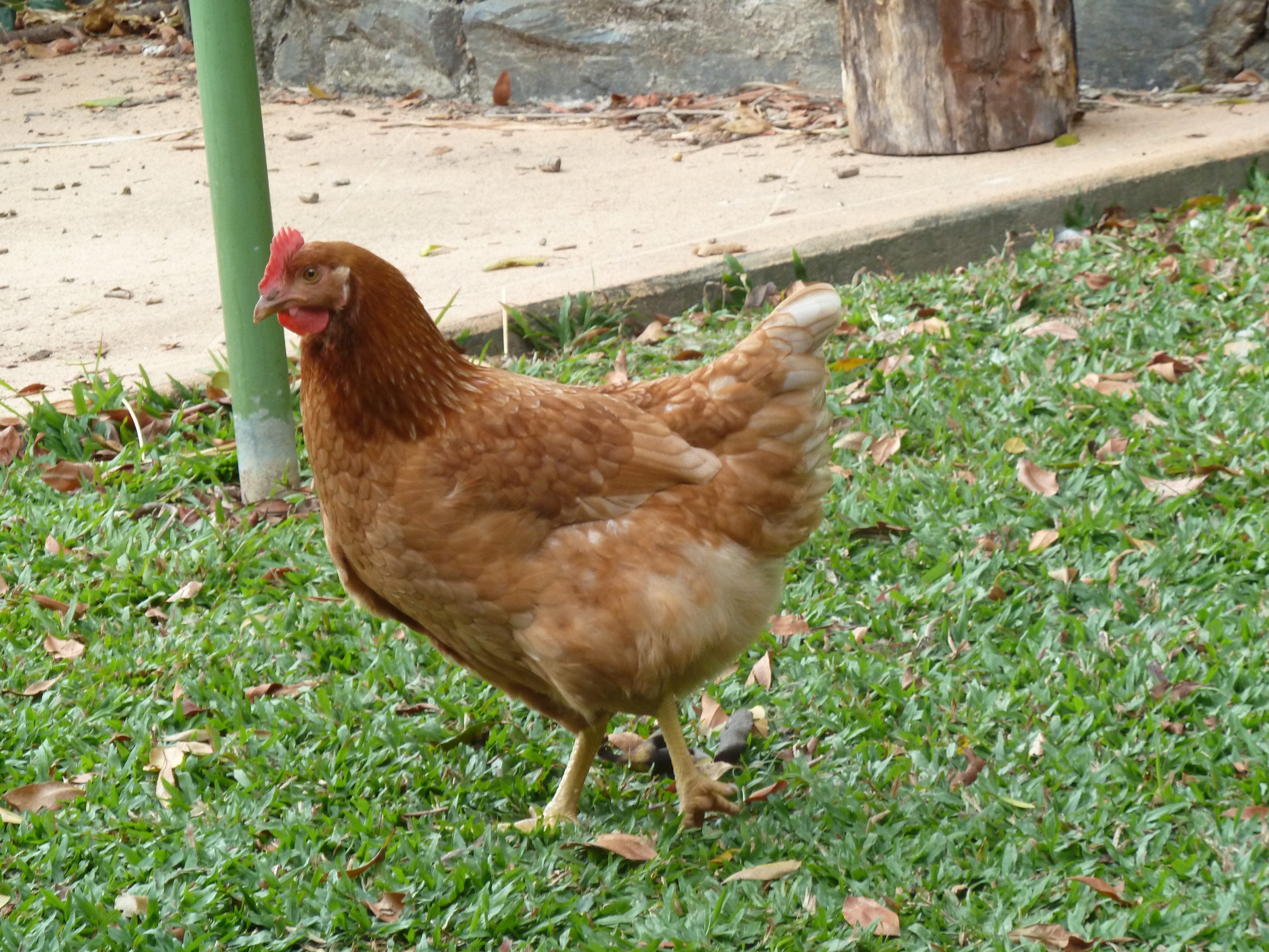 Jenny scratching around in the lawn