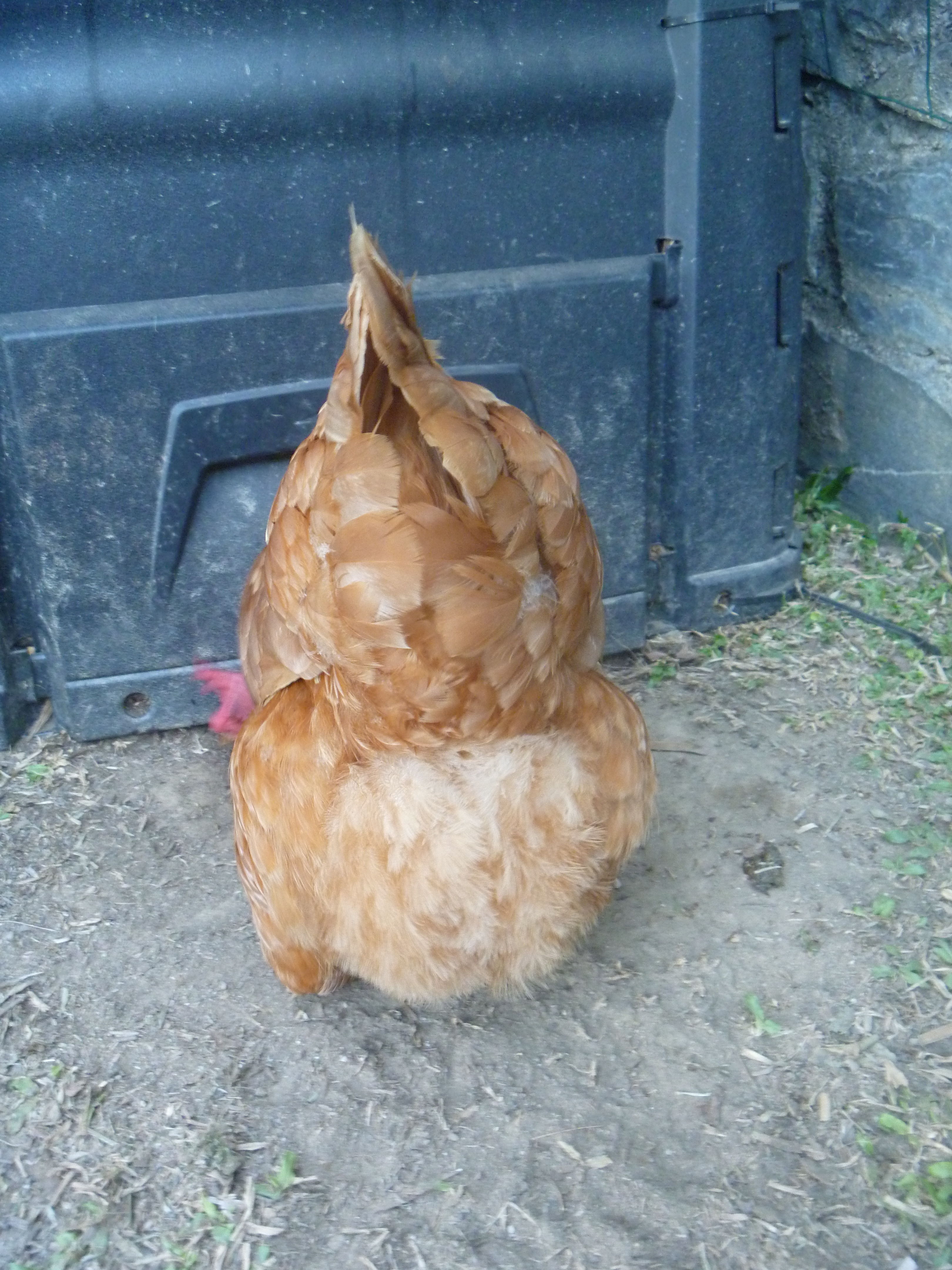 Jenny scratching near the fertilizer bin.