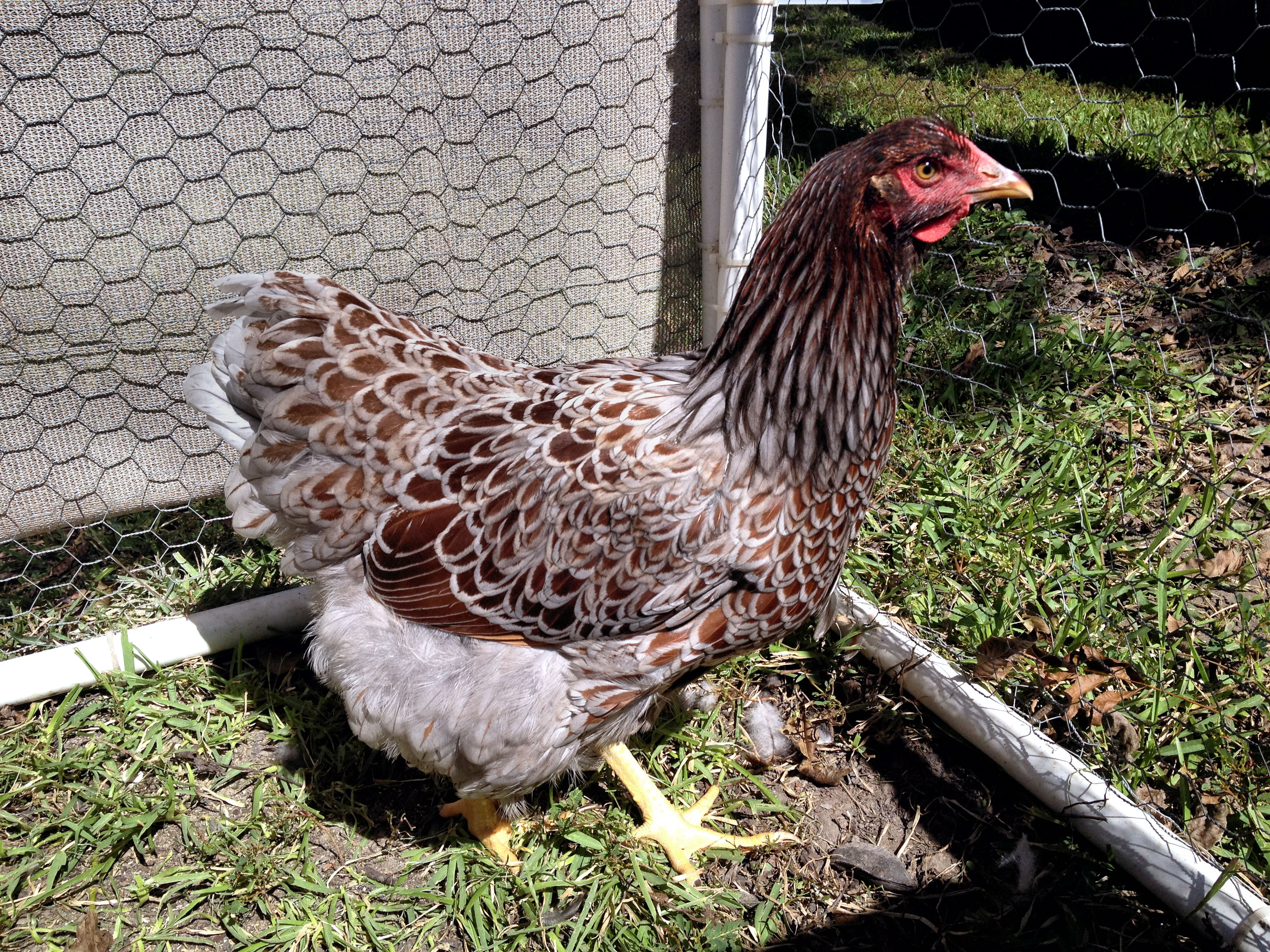 Jerry Foley showed this pullet in the 2012 APA Nationals in Lucasville, Ohio, and she placed Reserve Variety.  I feel very fortunate to have these beautiful birds from him! I received her in October, 2012, when she was approximately 6-7 months old.