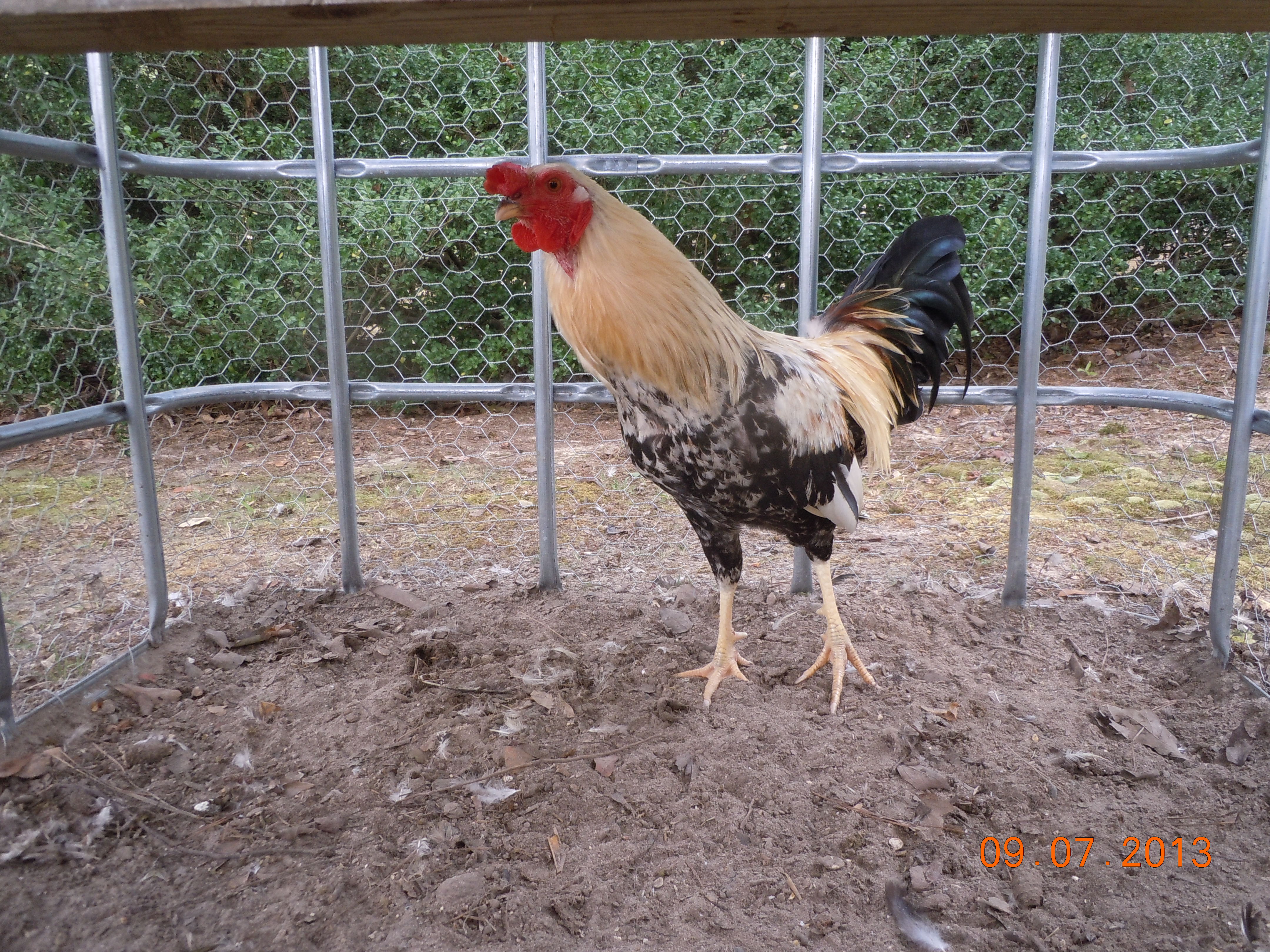 Jerry Lee checking out the camera