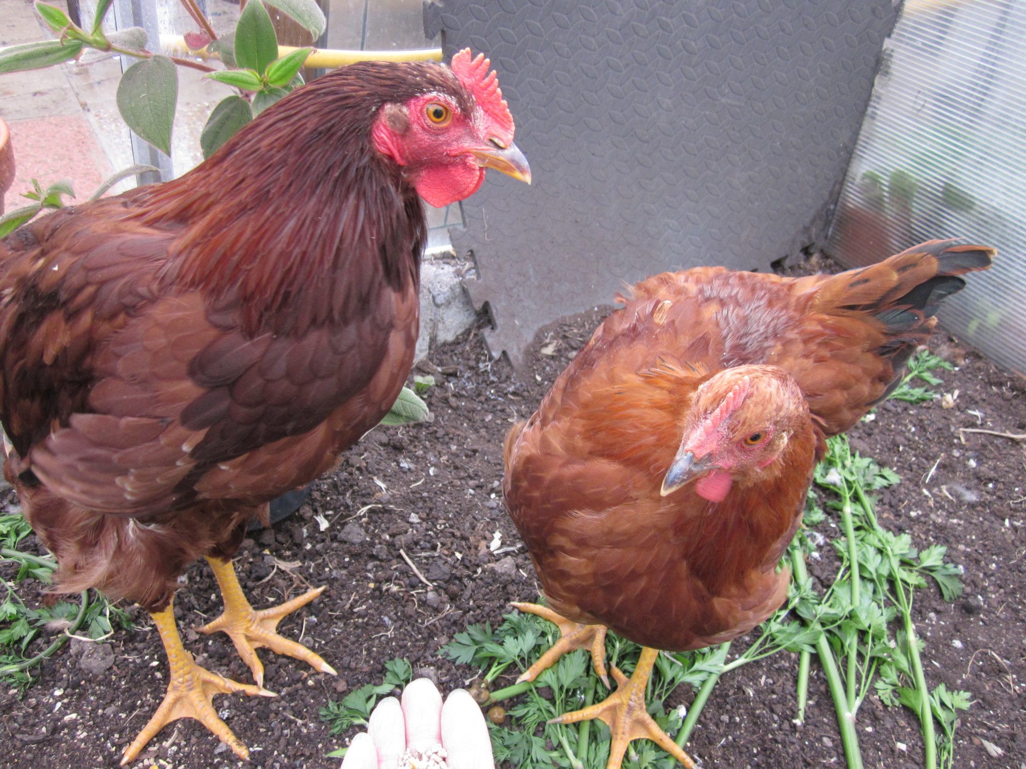 Jerry on the right a little lob sided, her brother Tom who crowed for the first time yesterday. no eggs there then.