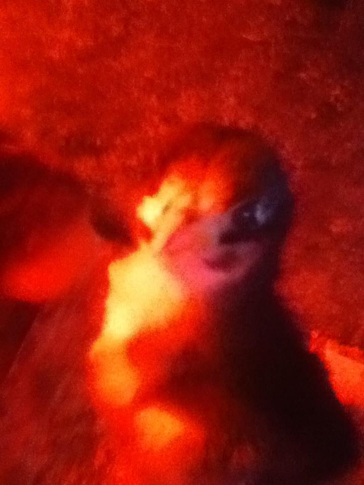 *
Jersey giant baby!