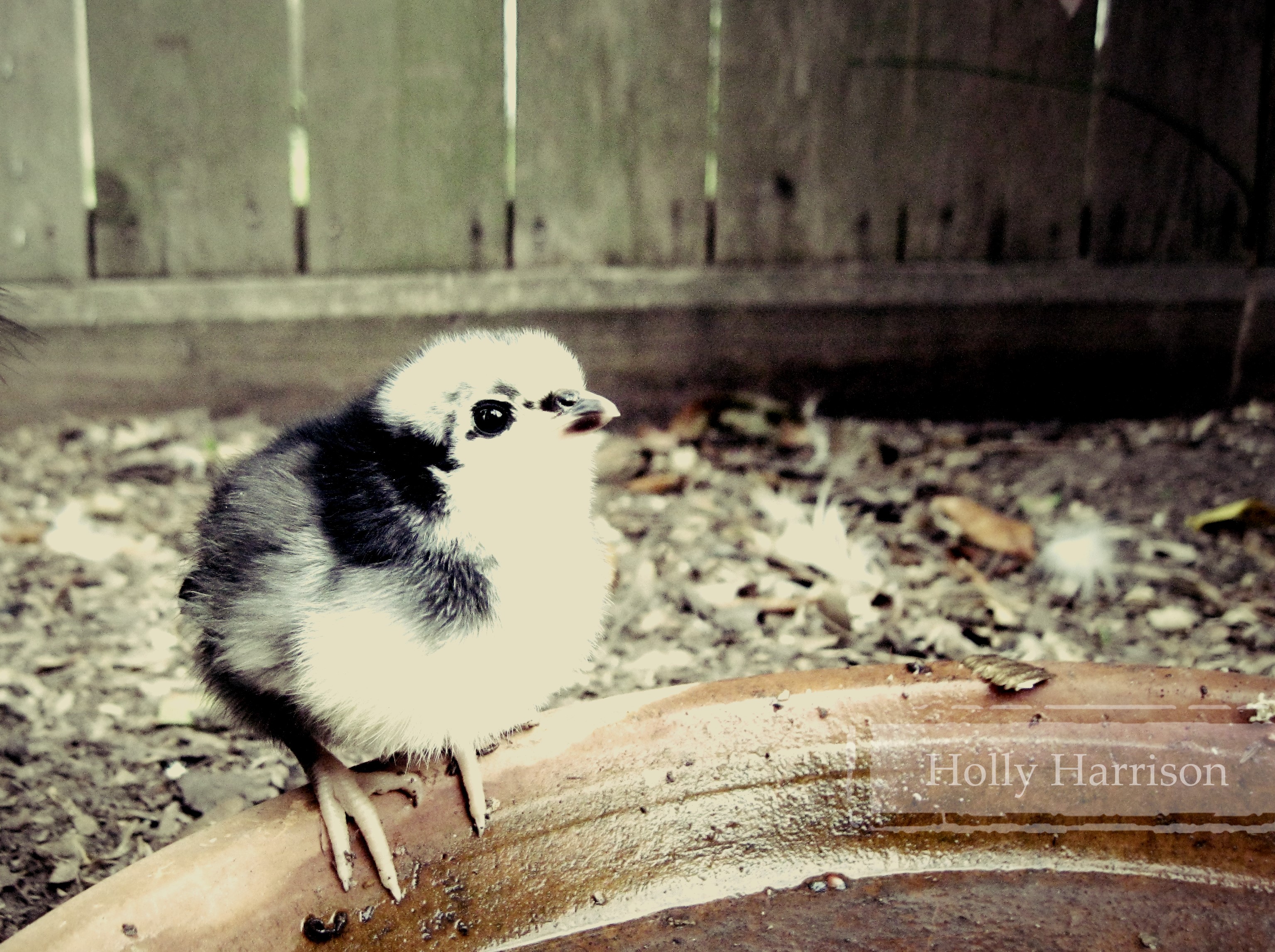 Jersey Giant chick