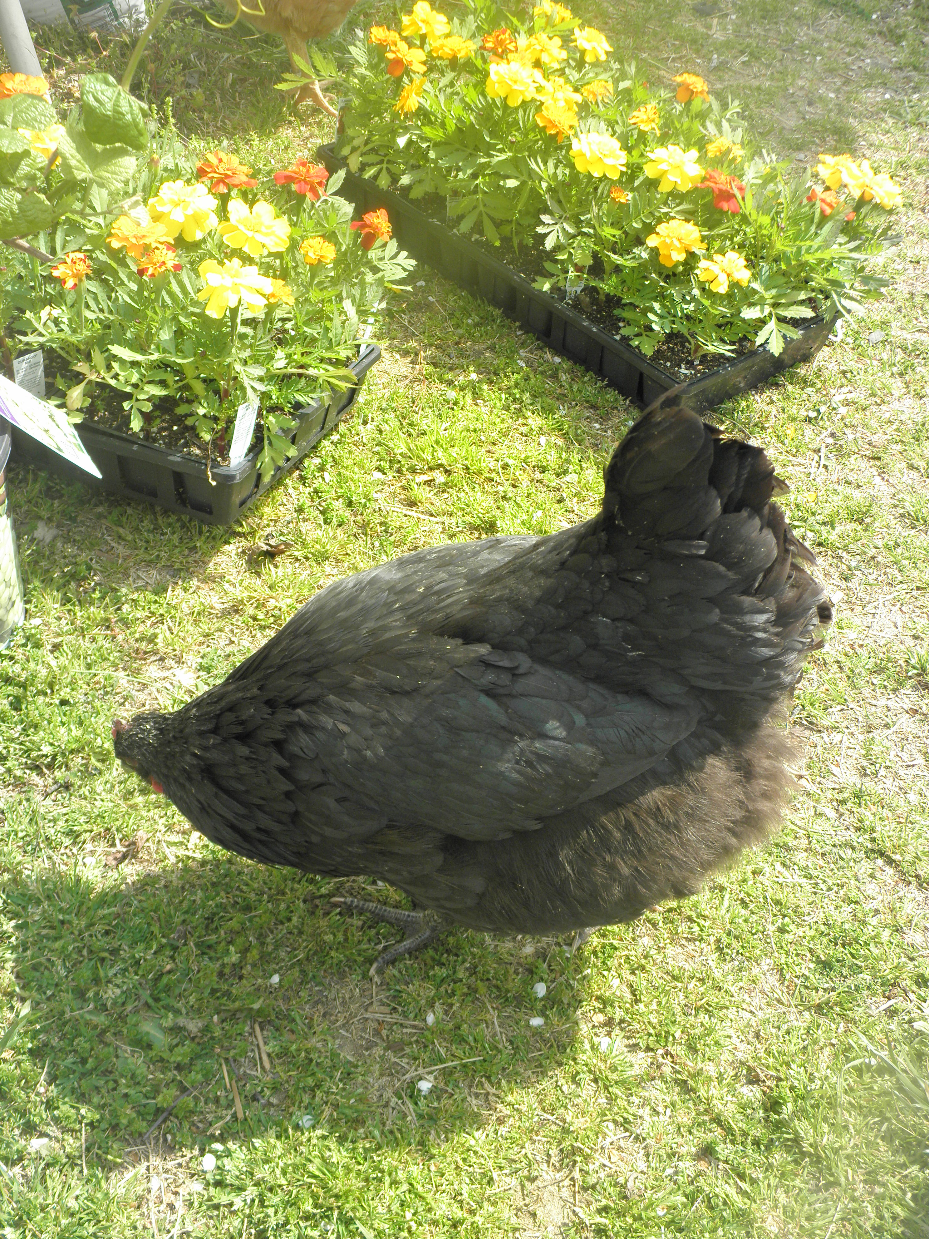 Jersey Giant hen